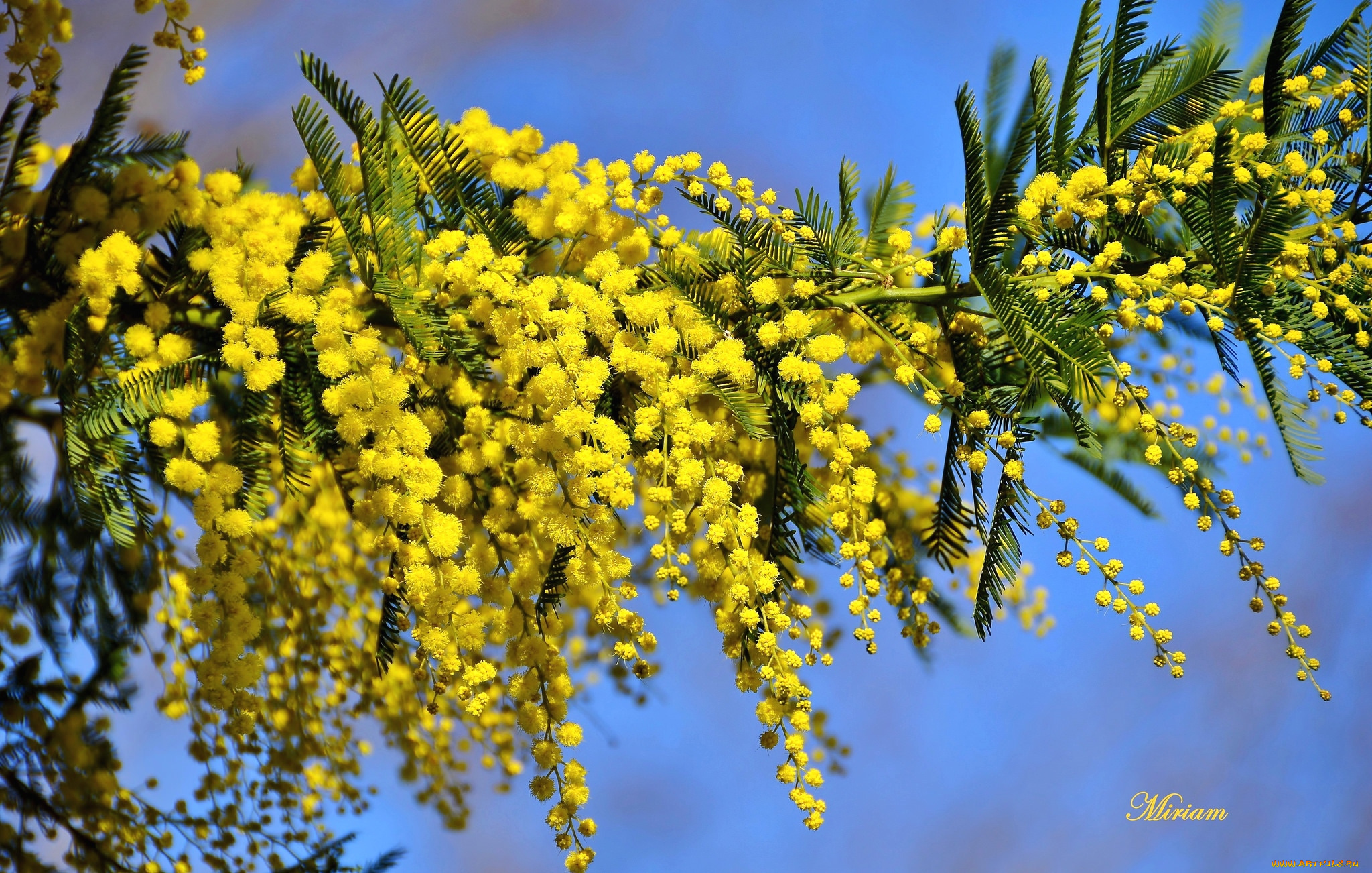 цветы, мимоза, желтый