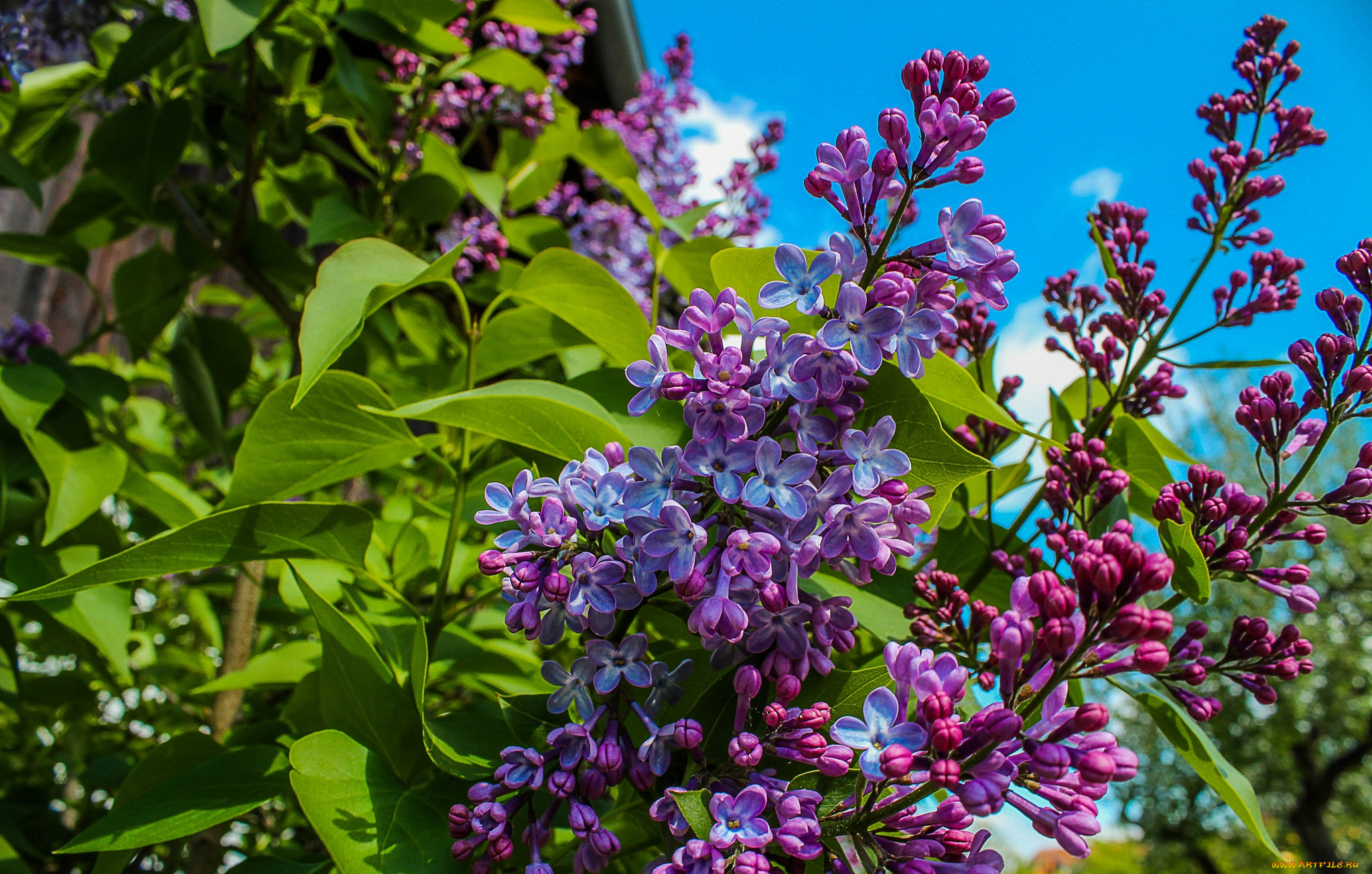 цветы, сирень, весна