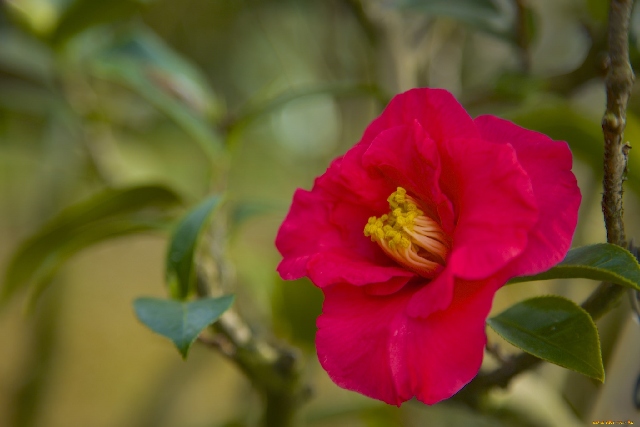 цветы, камелии, красный