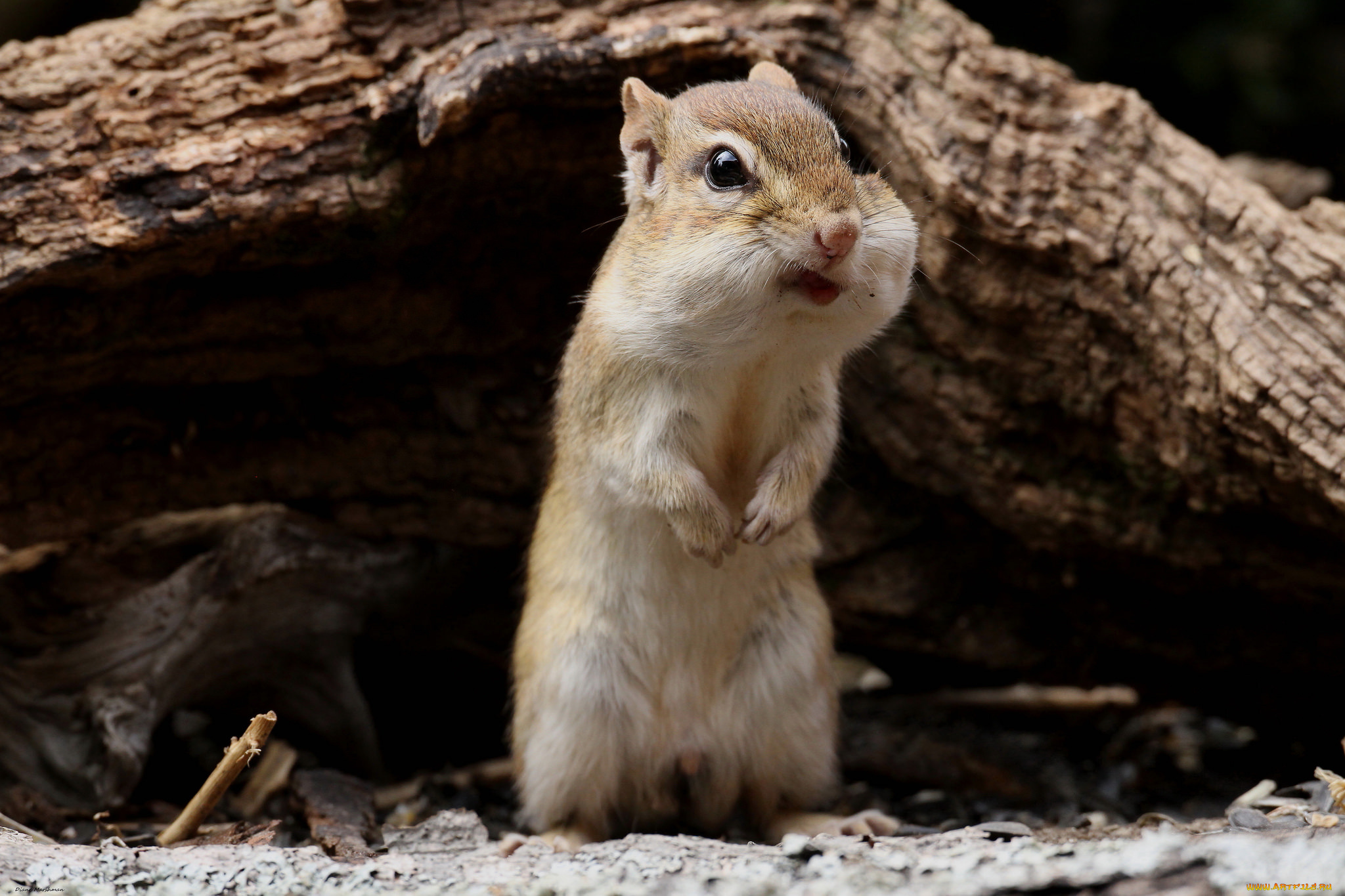 животные, бурундуки, щеки