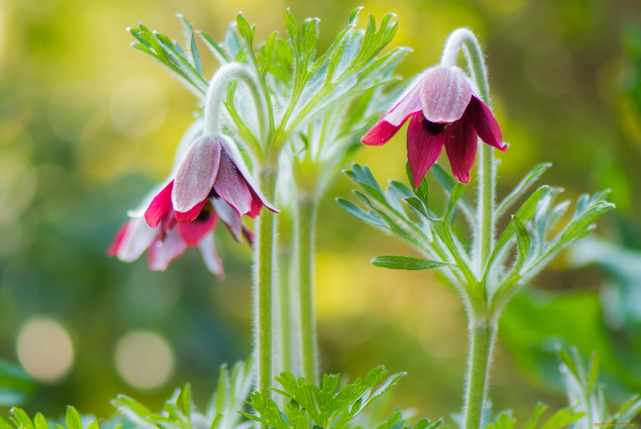 цветы, анемоны, , адонисы, сон-трава