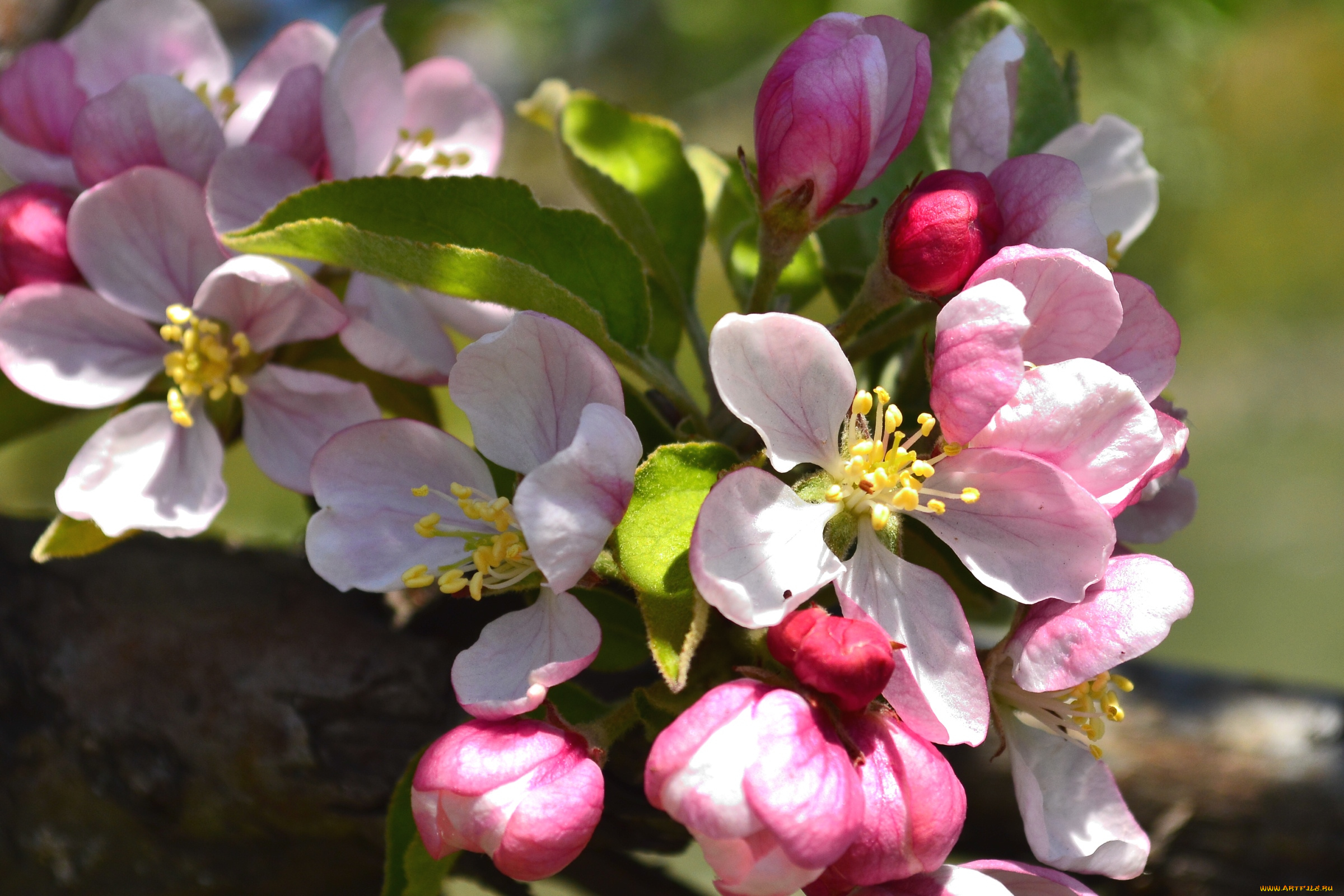 цветы, цветущие, деревья, , , кустарники, весна