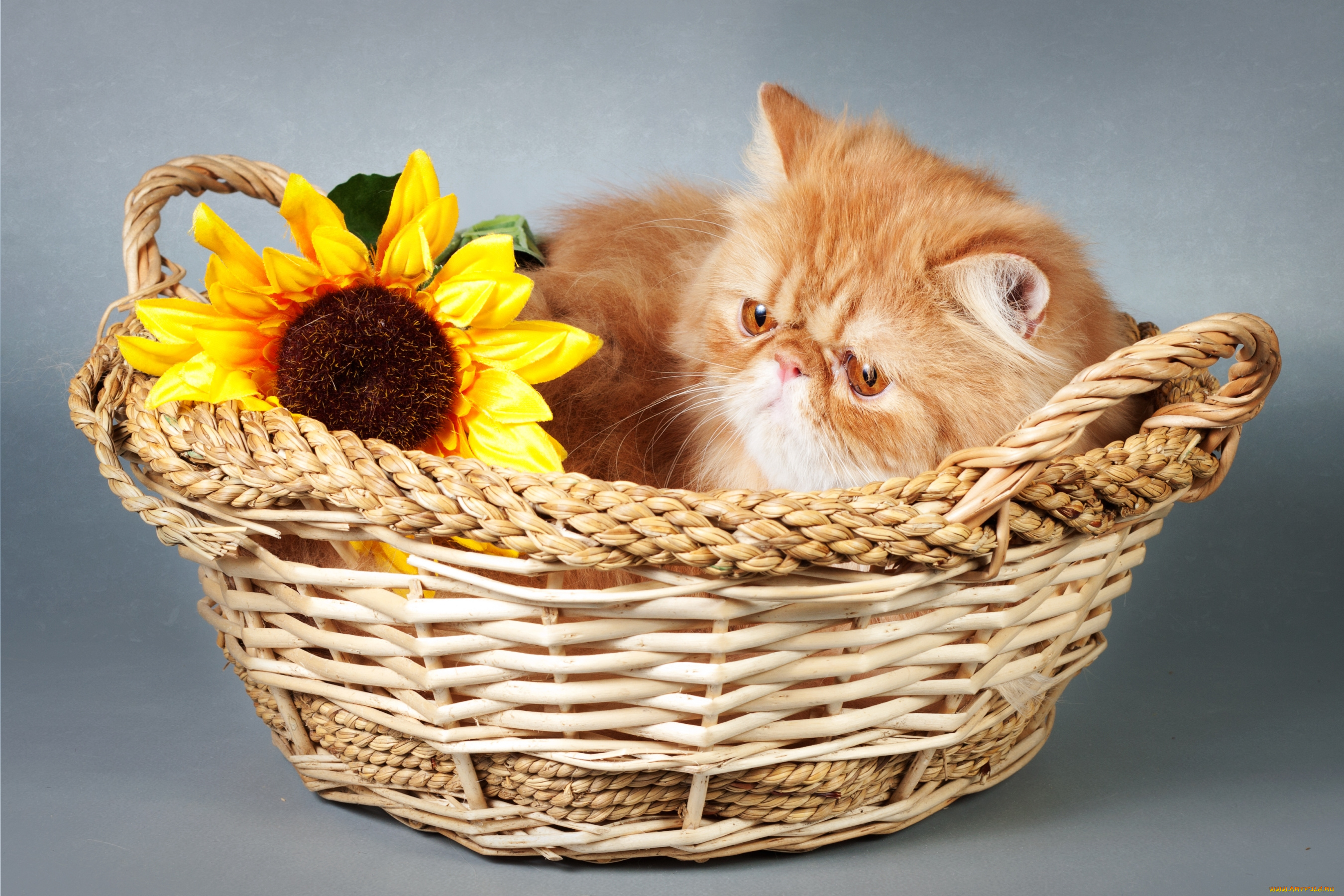 животные, коты, корзина, подсолнухи