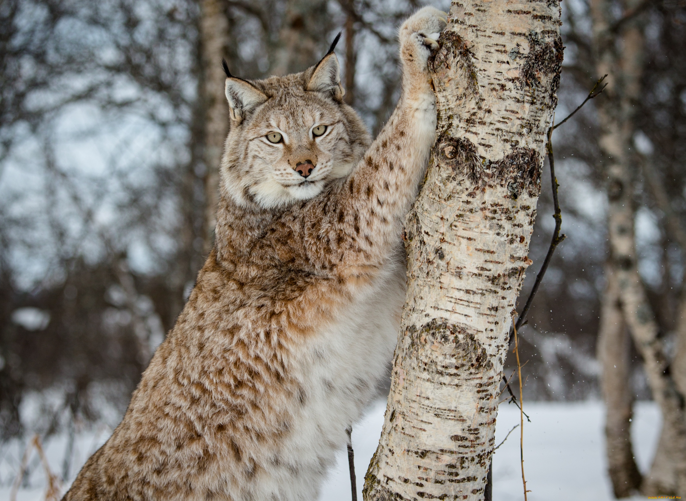 животные, рыси, кошка
