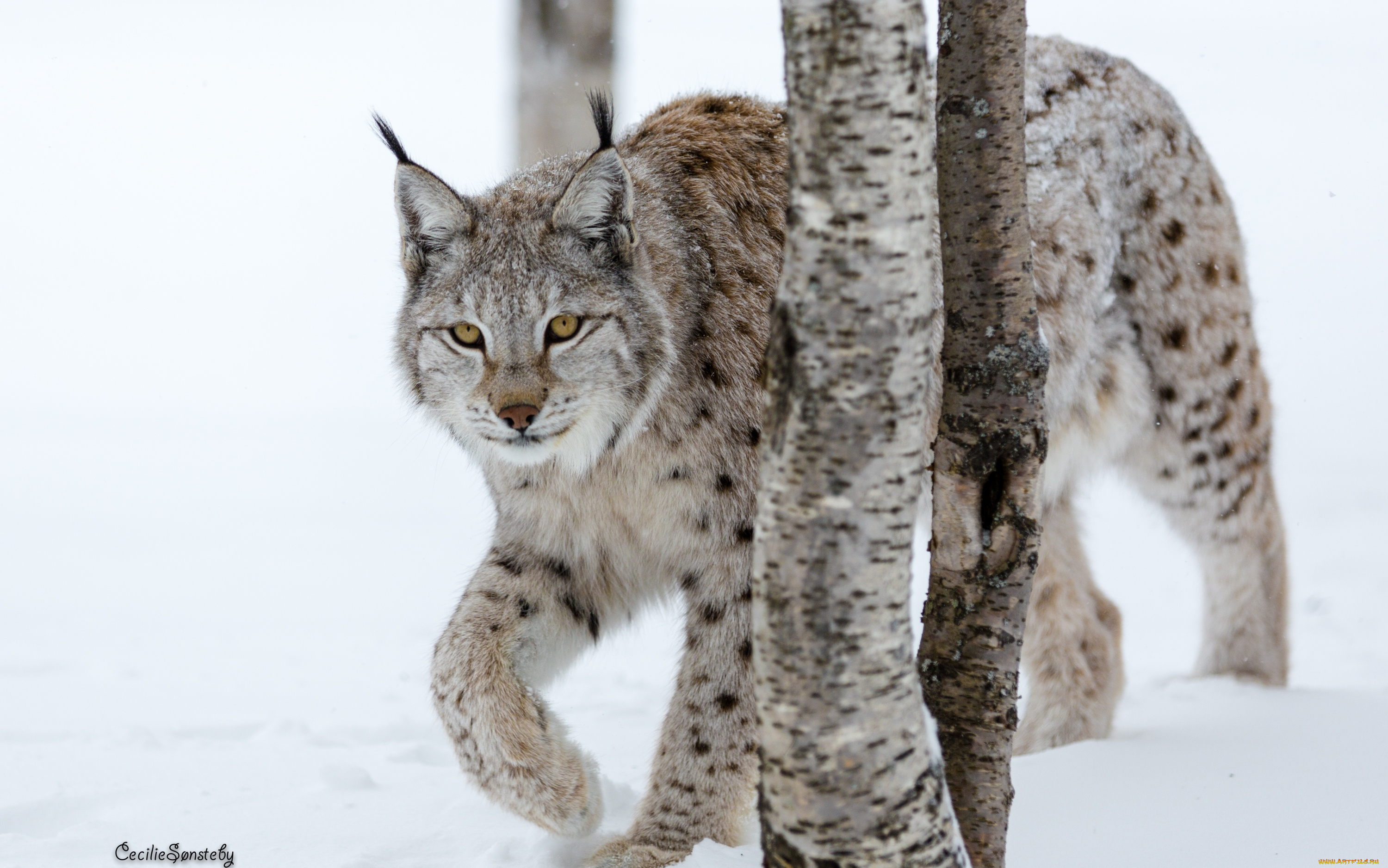 животные, рыси, кошка
