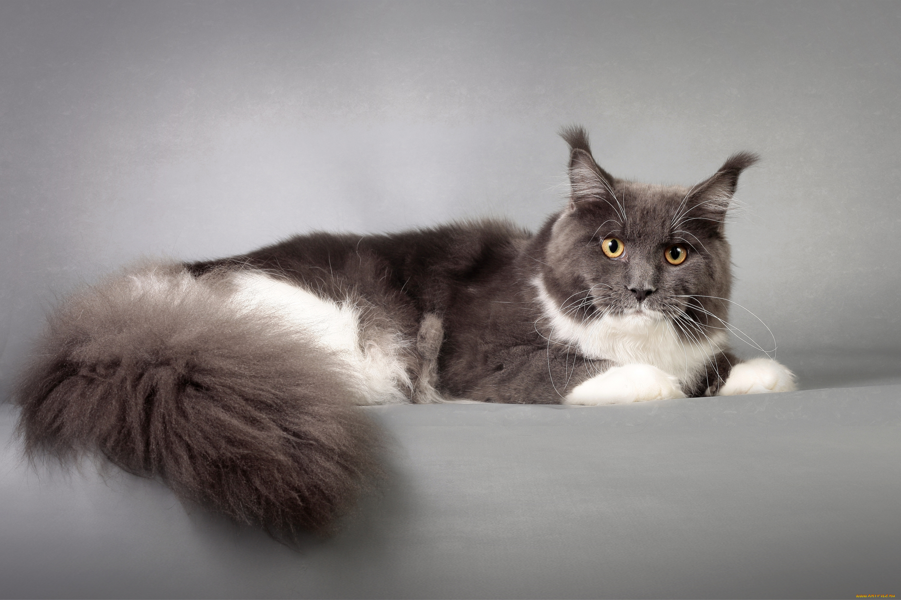 животные, коты, пушистый