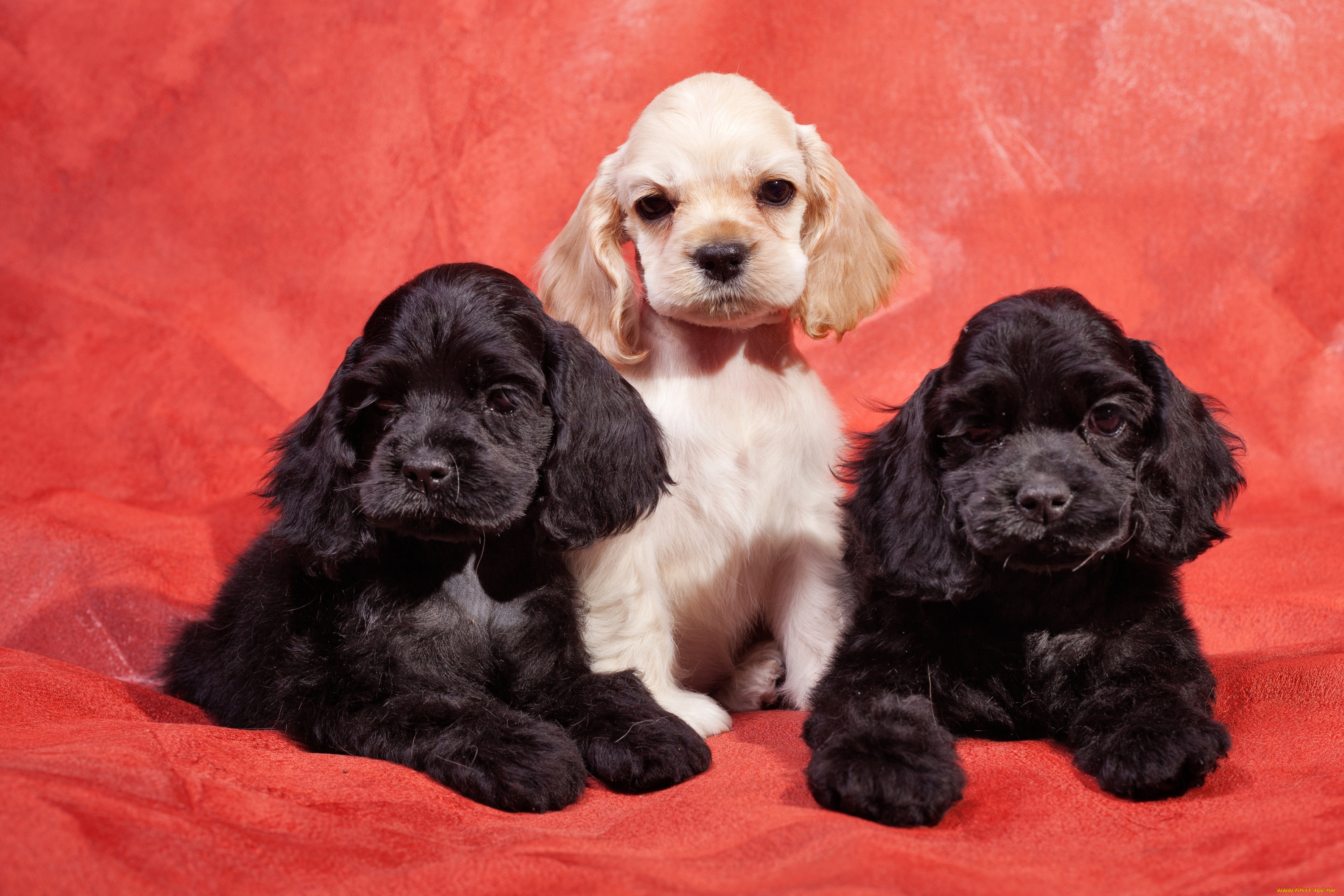 животные, собаки, спаниель