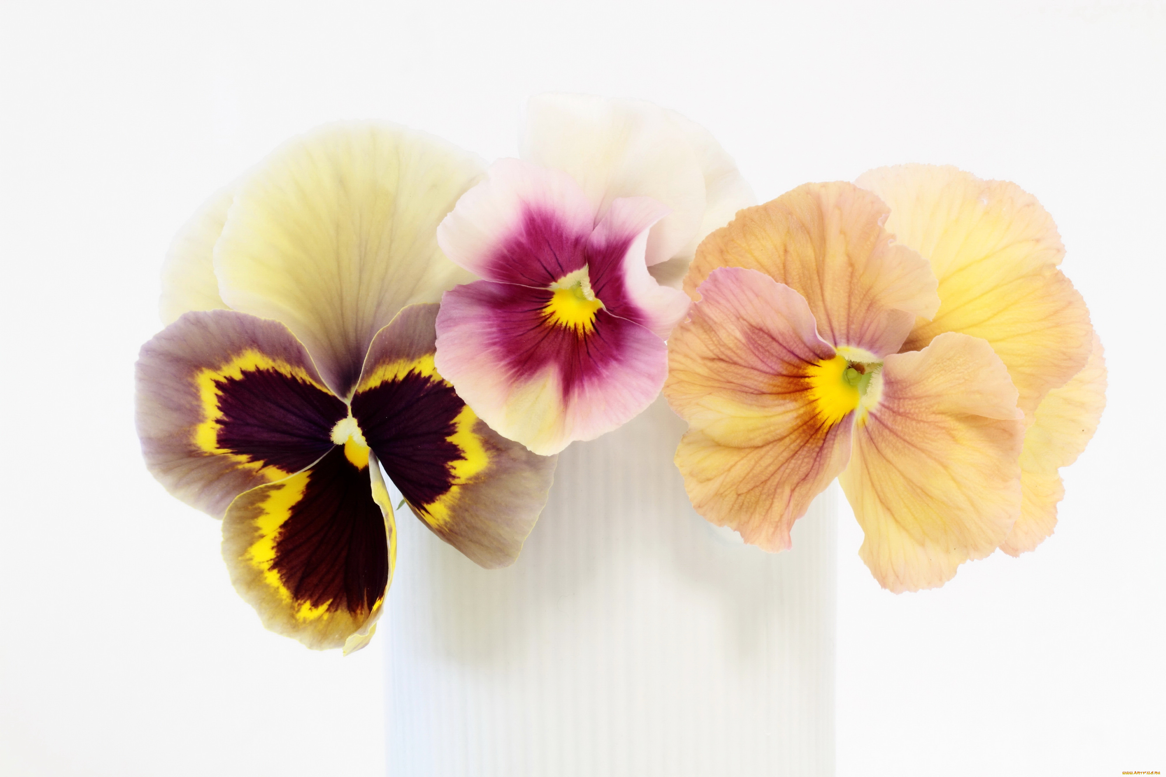 цветы, анютины, глазки, , садовые, фиалки, анютины, глазки, фиалки