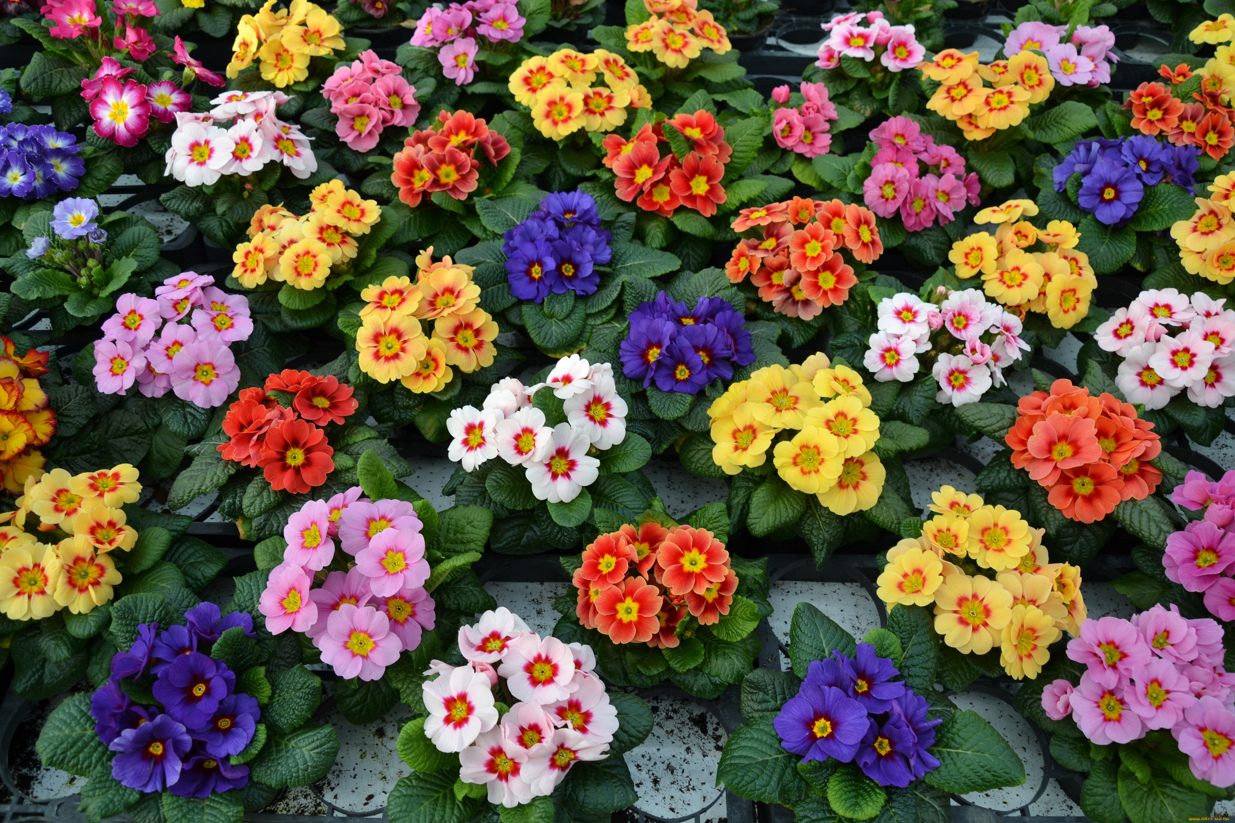 цветы, примулы, примула, много