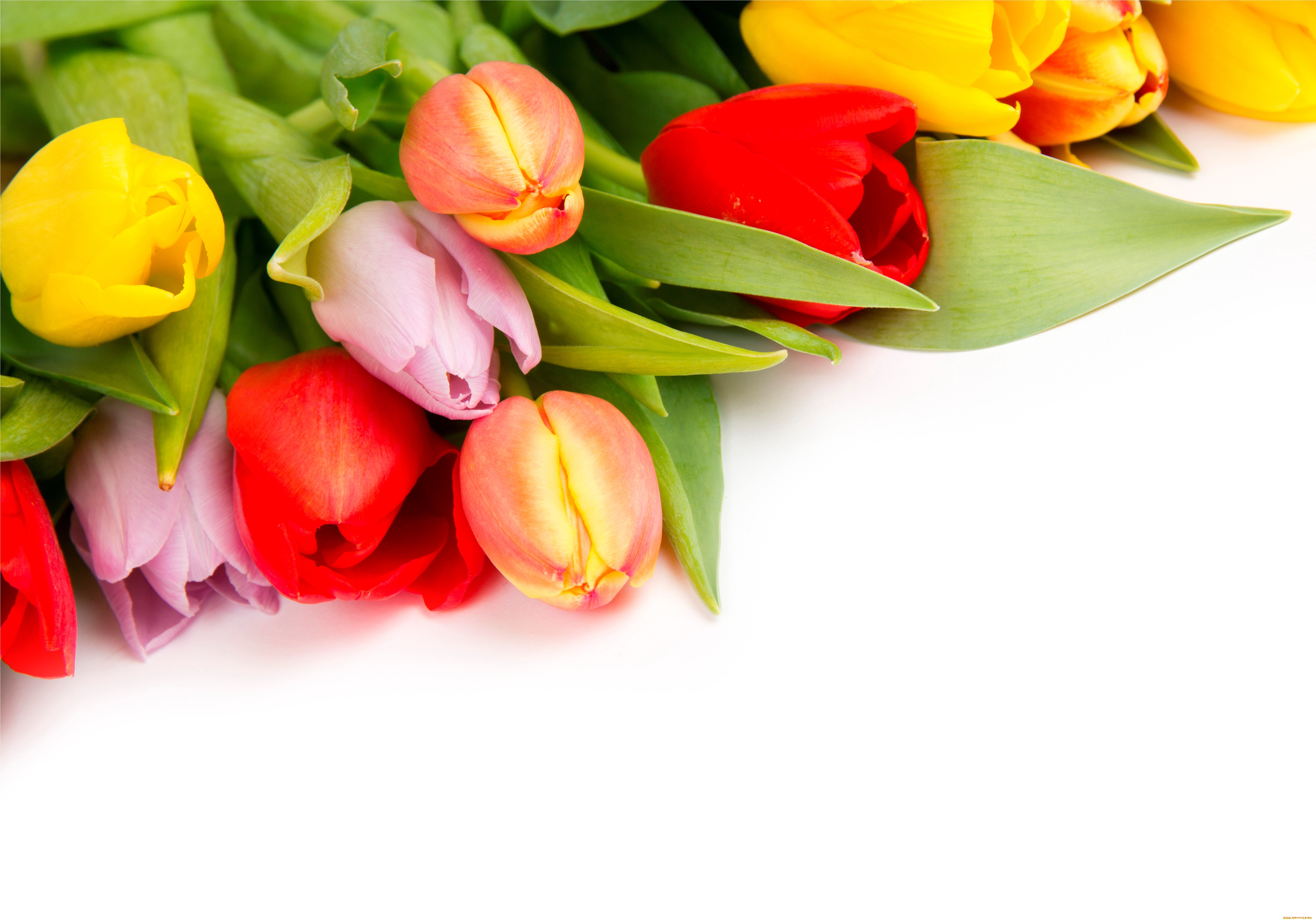 цветы, тюльпаны, много