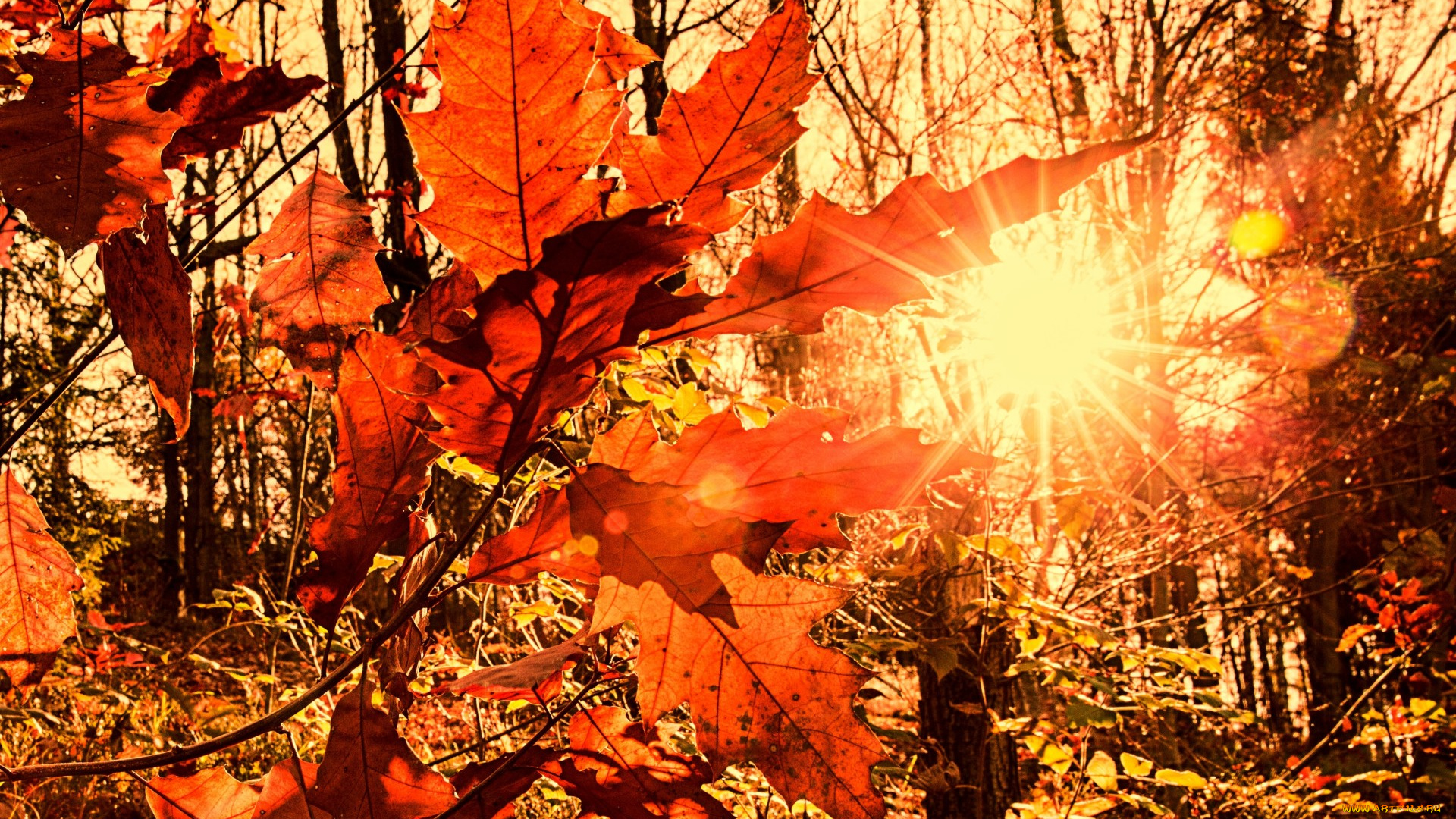природа, восходы, закаты, листва, осень, солнце, лучи, свет, размытость