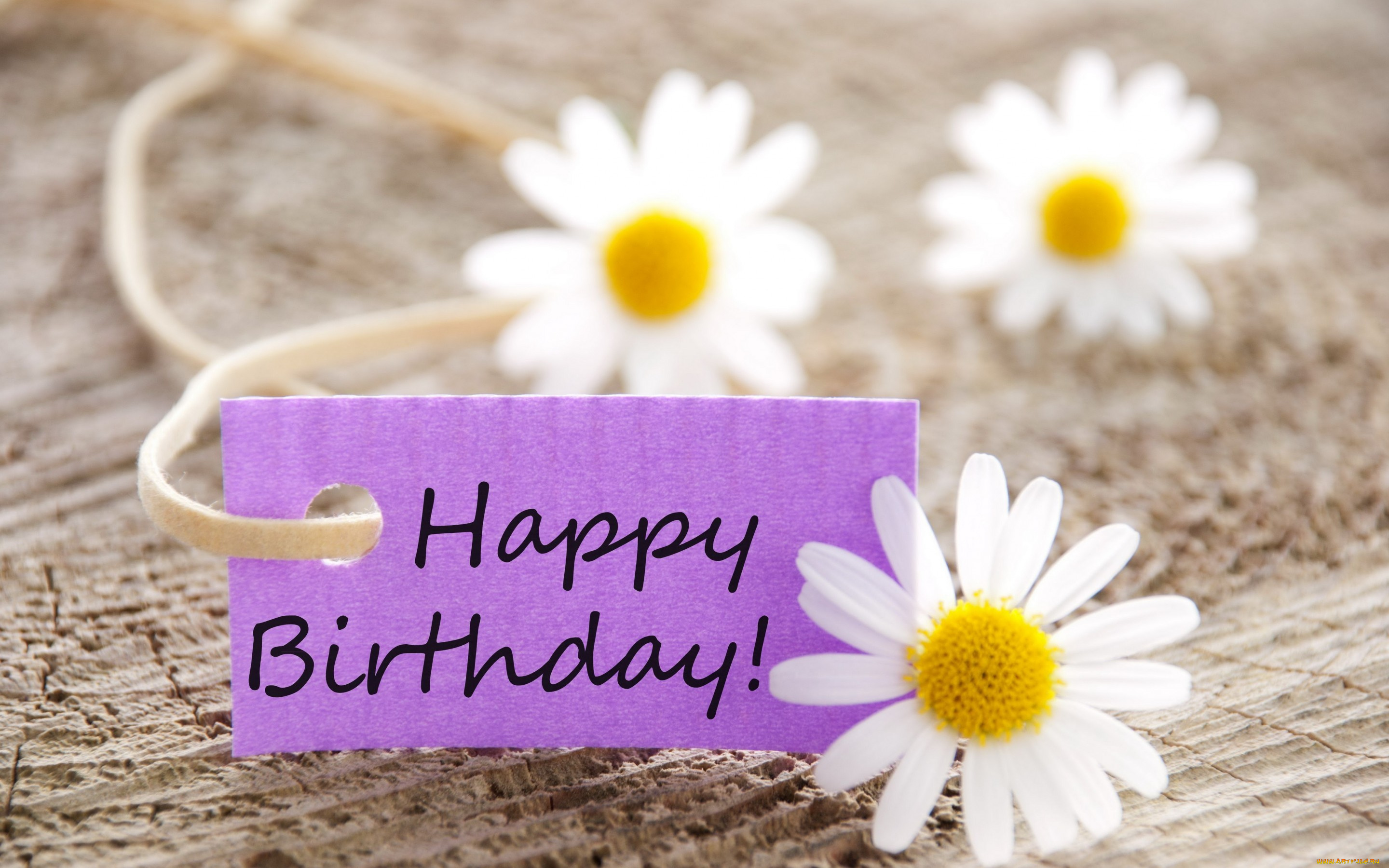 праздничные, день, рождения, ромашки, цветы, flowers, birthday, happy