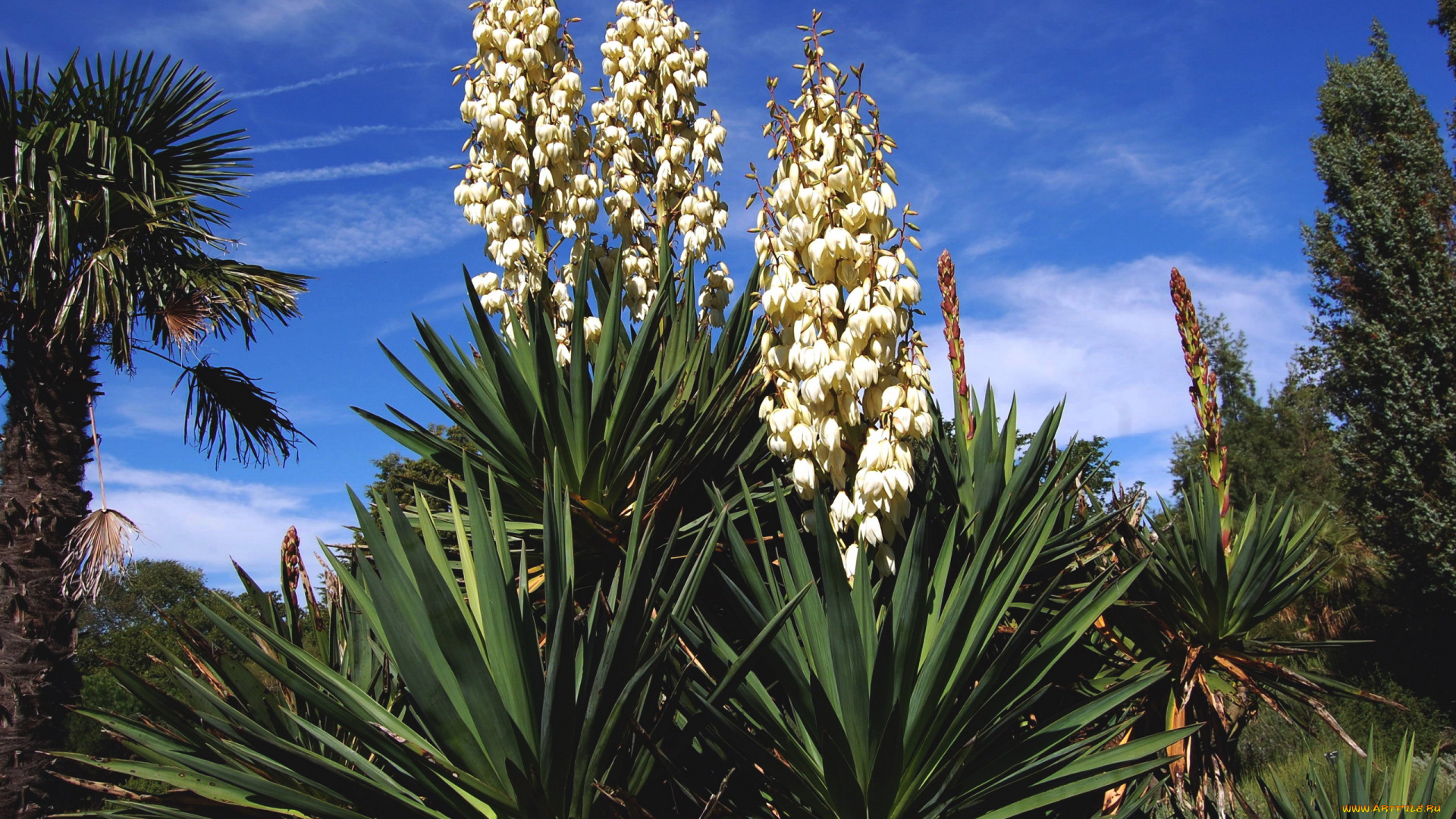 цветы, экзотика