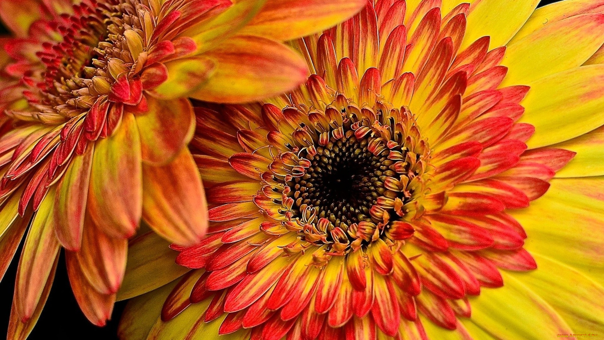 цветы, герберы, пара, оранжевые