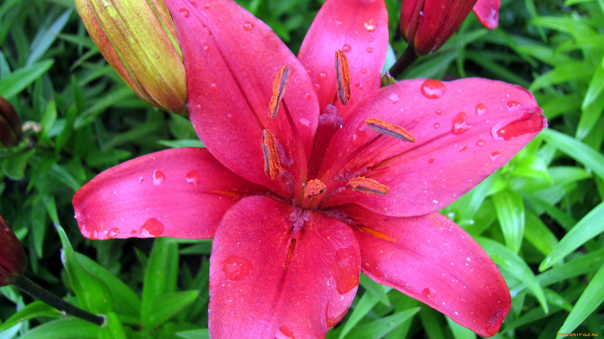 цветы, лилии, , лилейники, капли