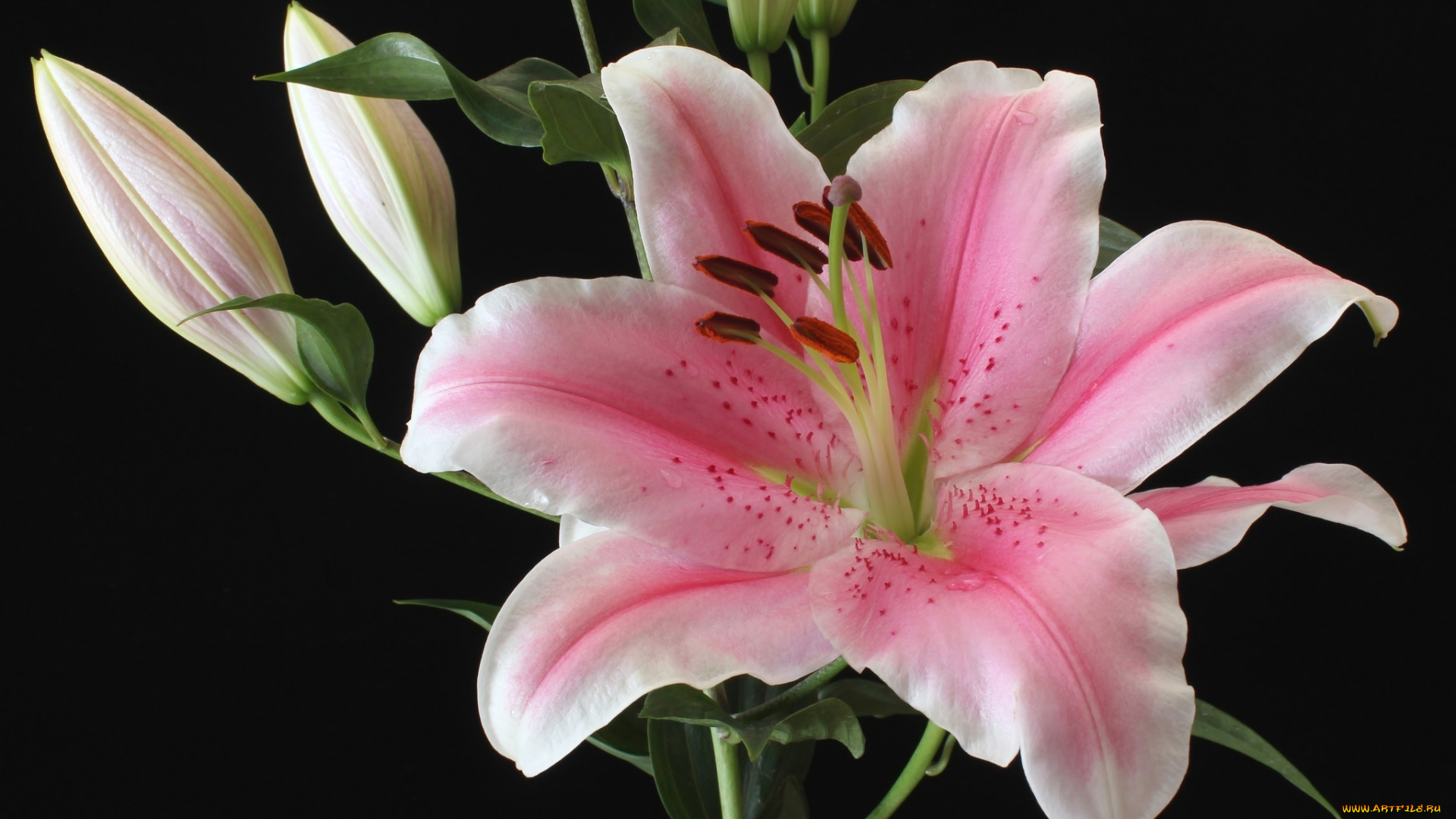 цветы, лилии, , лилейники, лилия, розовый, макро, бутоны