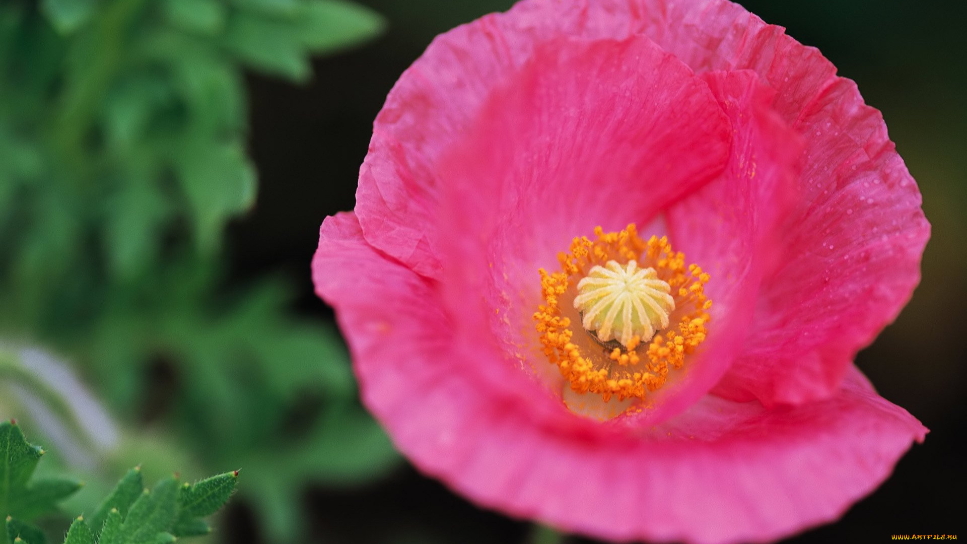 цветы, маки, цветок, мак, сердцевина, розовый