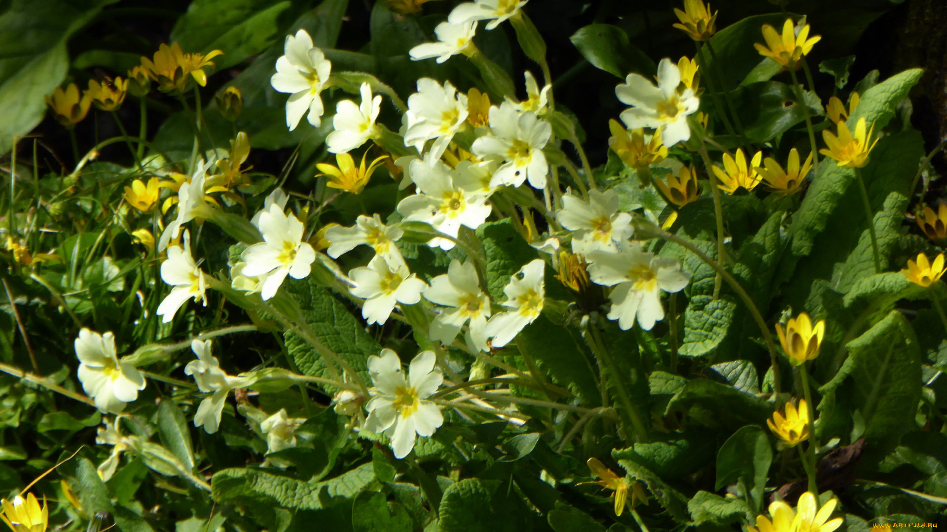 цветы, разные, вместе, первоцветы