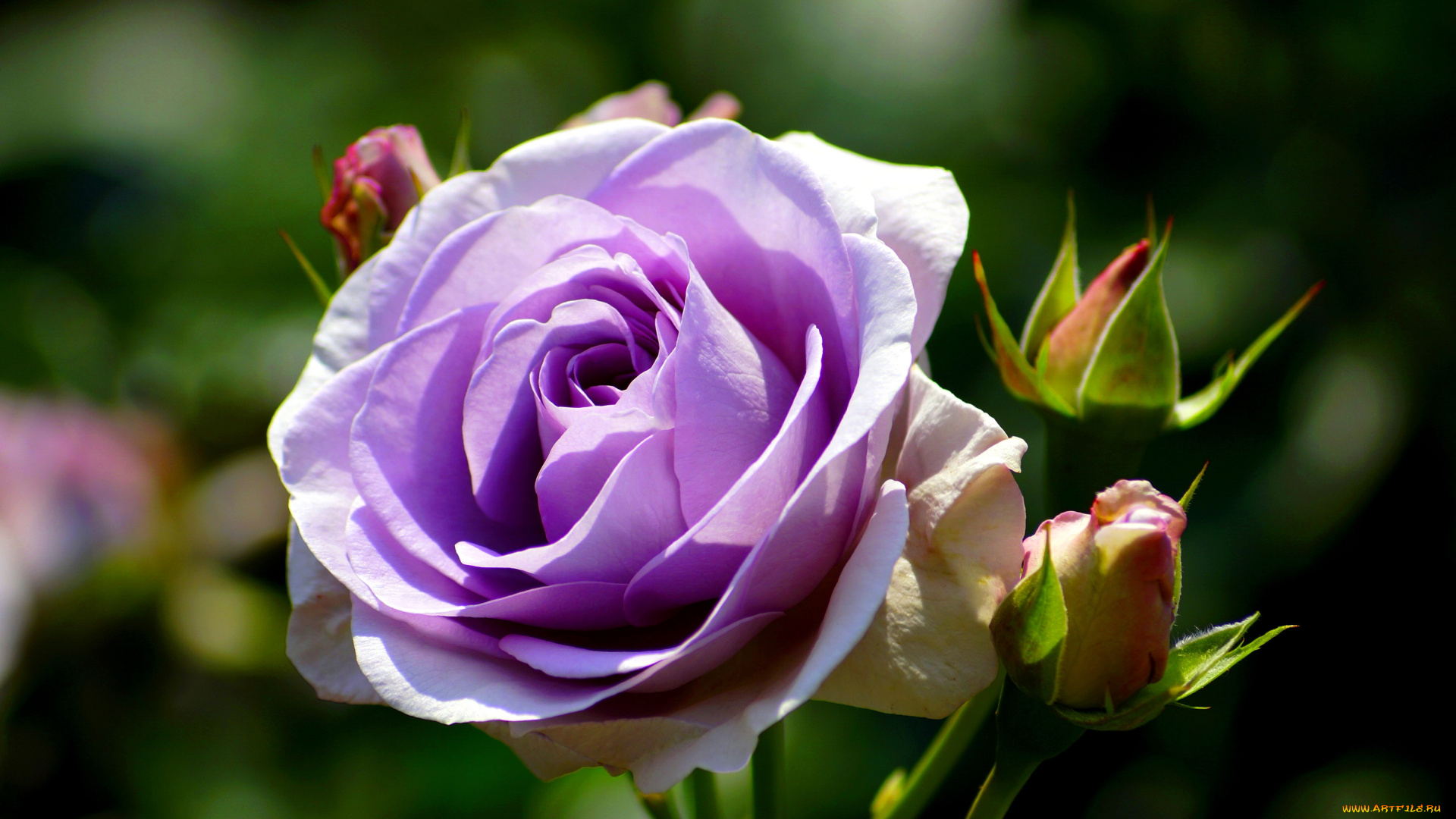 цветы, розы, бутоны