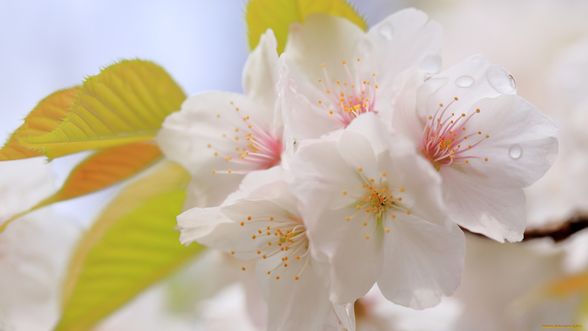 цветы, сакура, , вишня, капли, вишня, макро