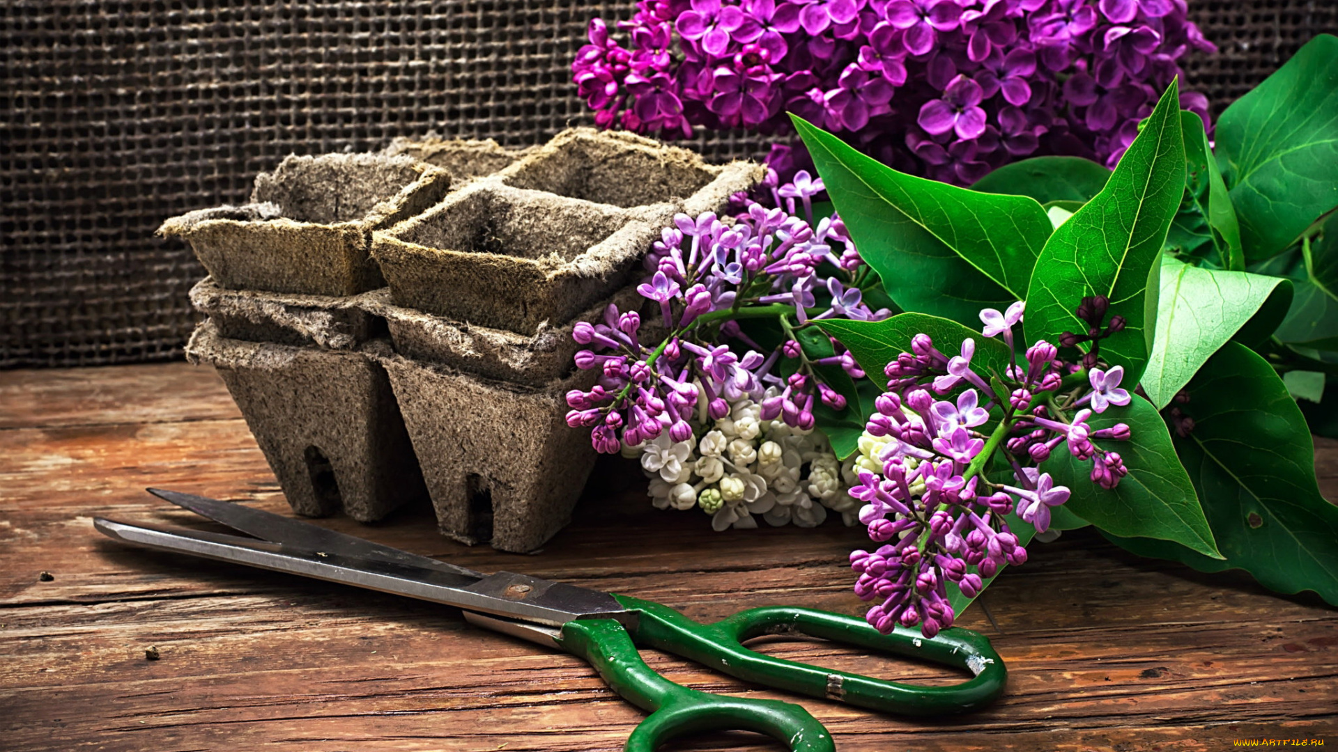 цветы, сирень, ножницы
