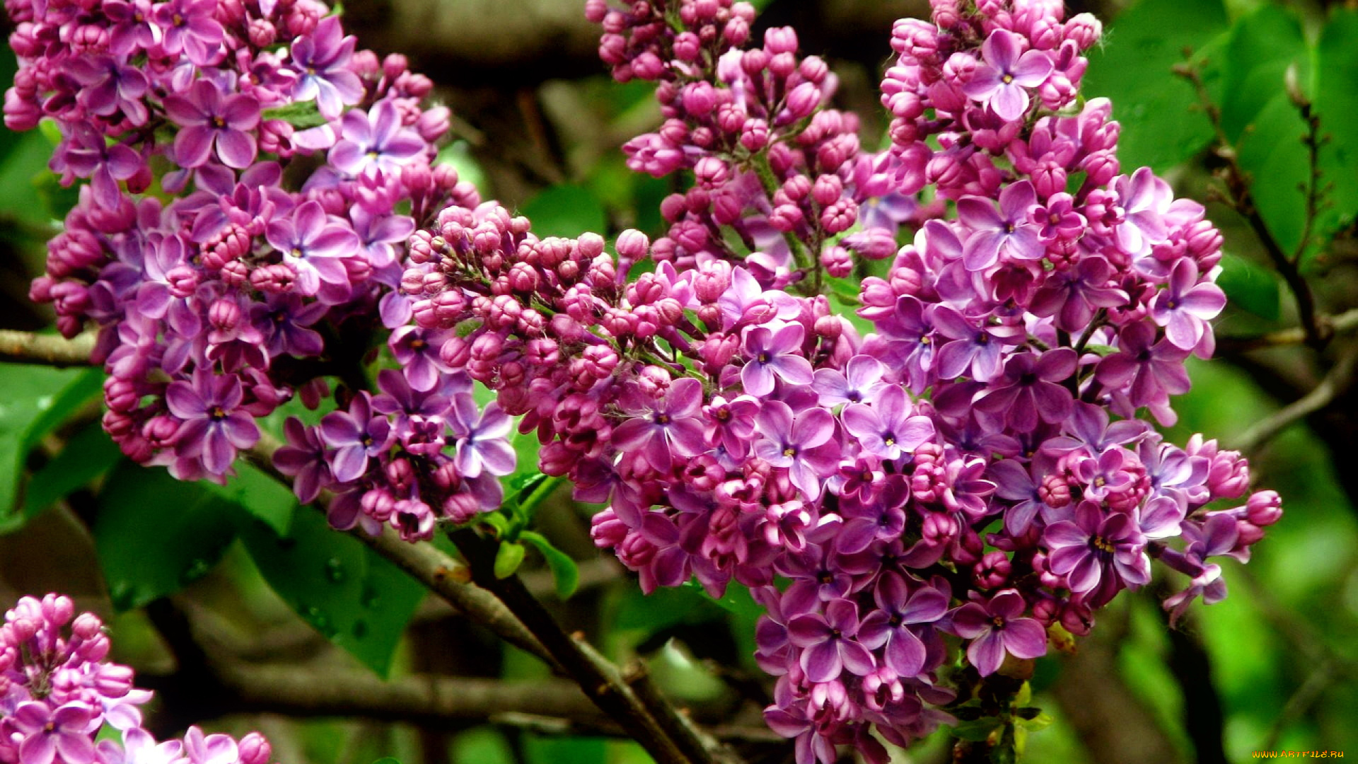 цветы, сирень, весна