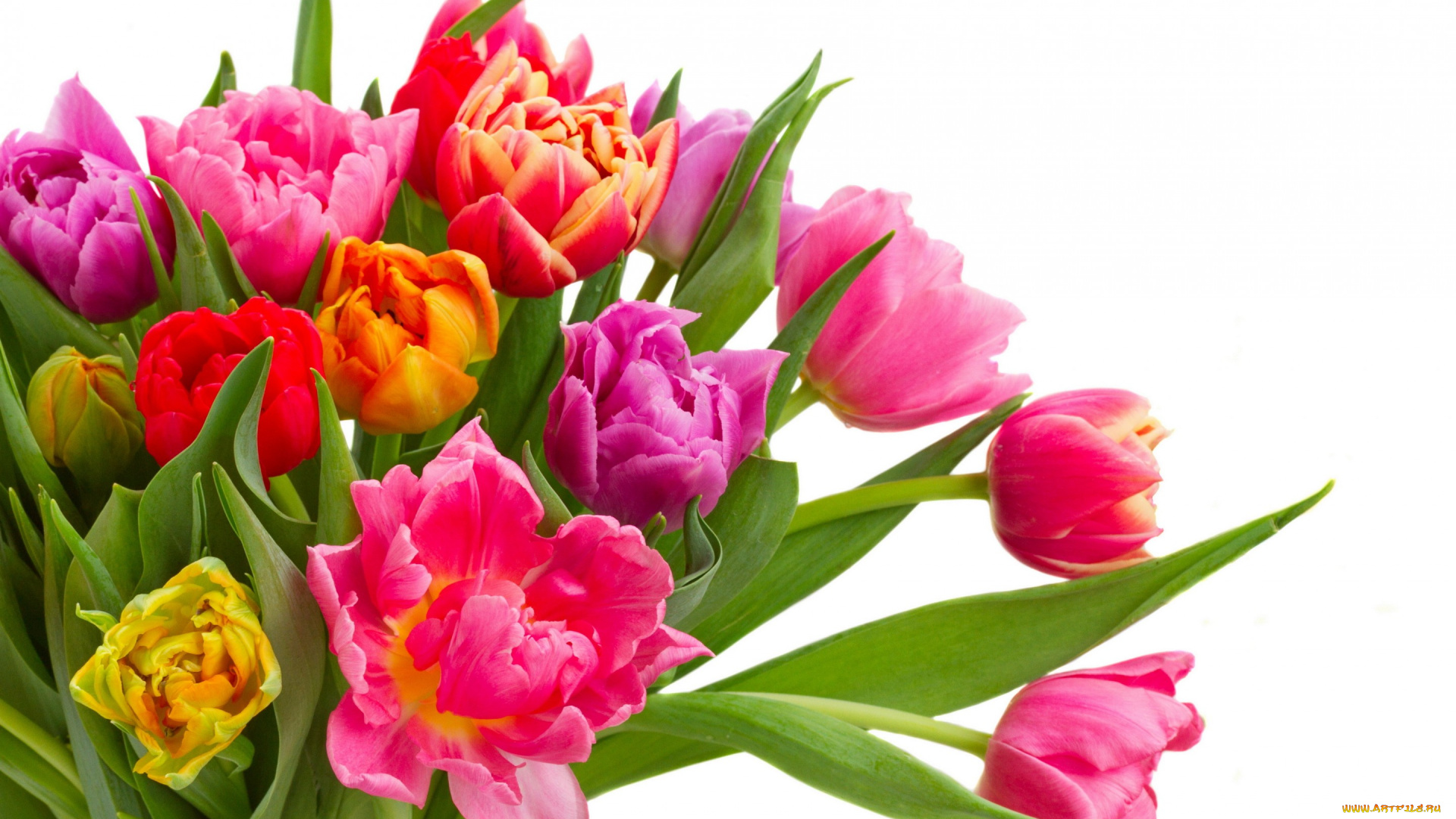 цветы, тюльпаны, colorful, bouquet, flowers, tulips