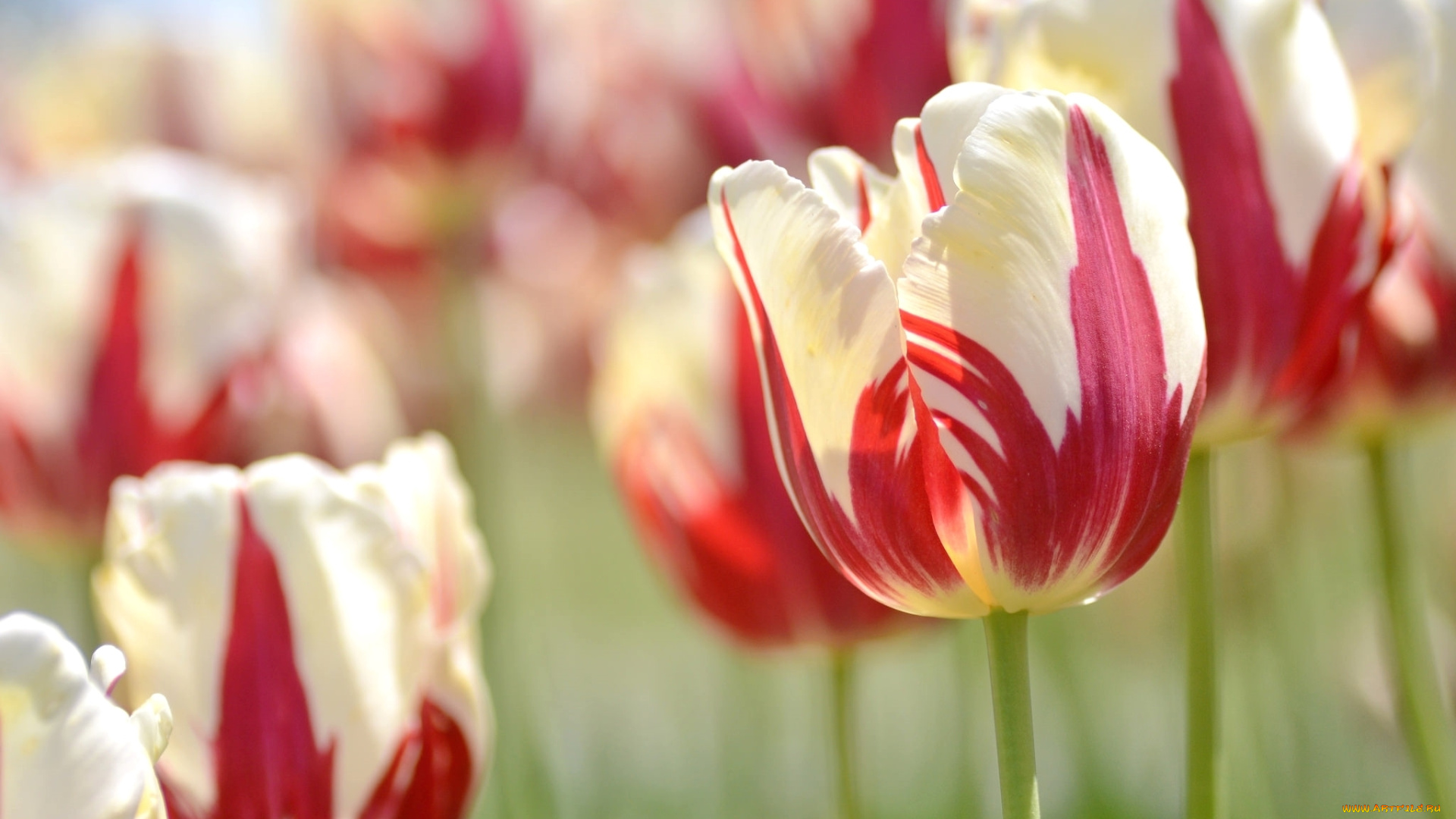 цветы, тюльпаны, двухцветный