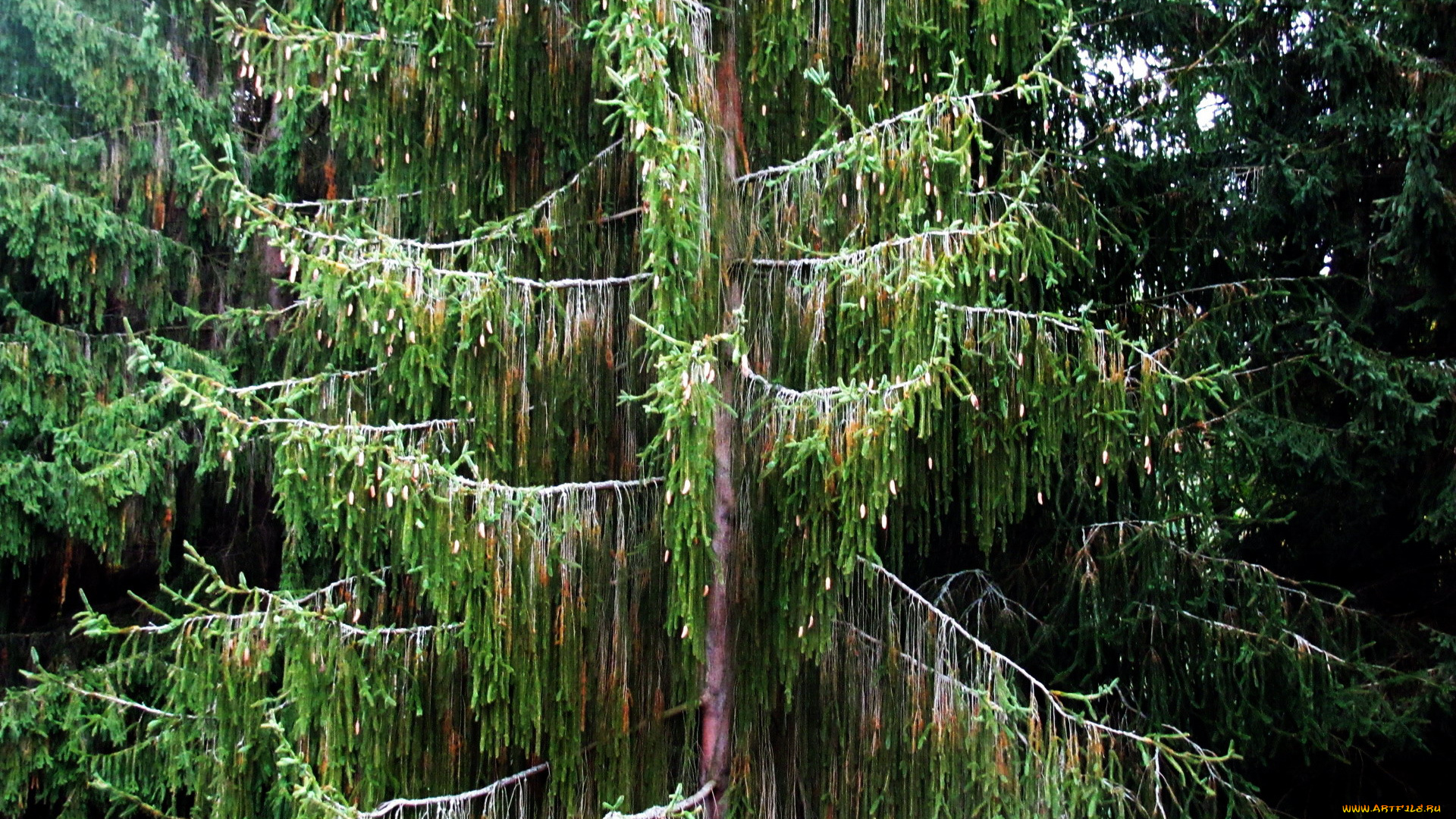 природа, деревья, оригинальное