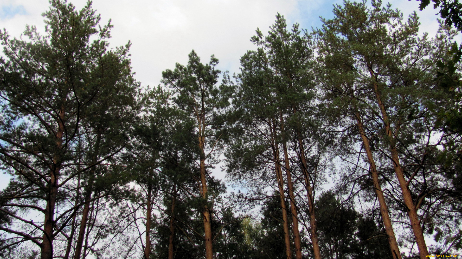 природа, деревья, сосны