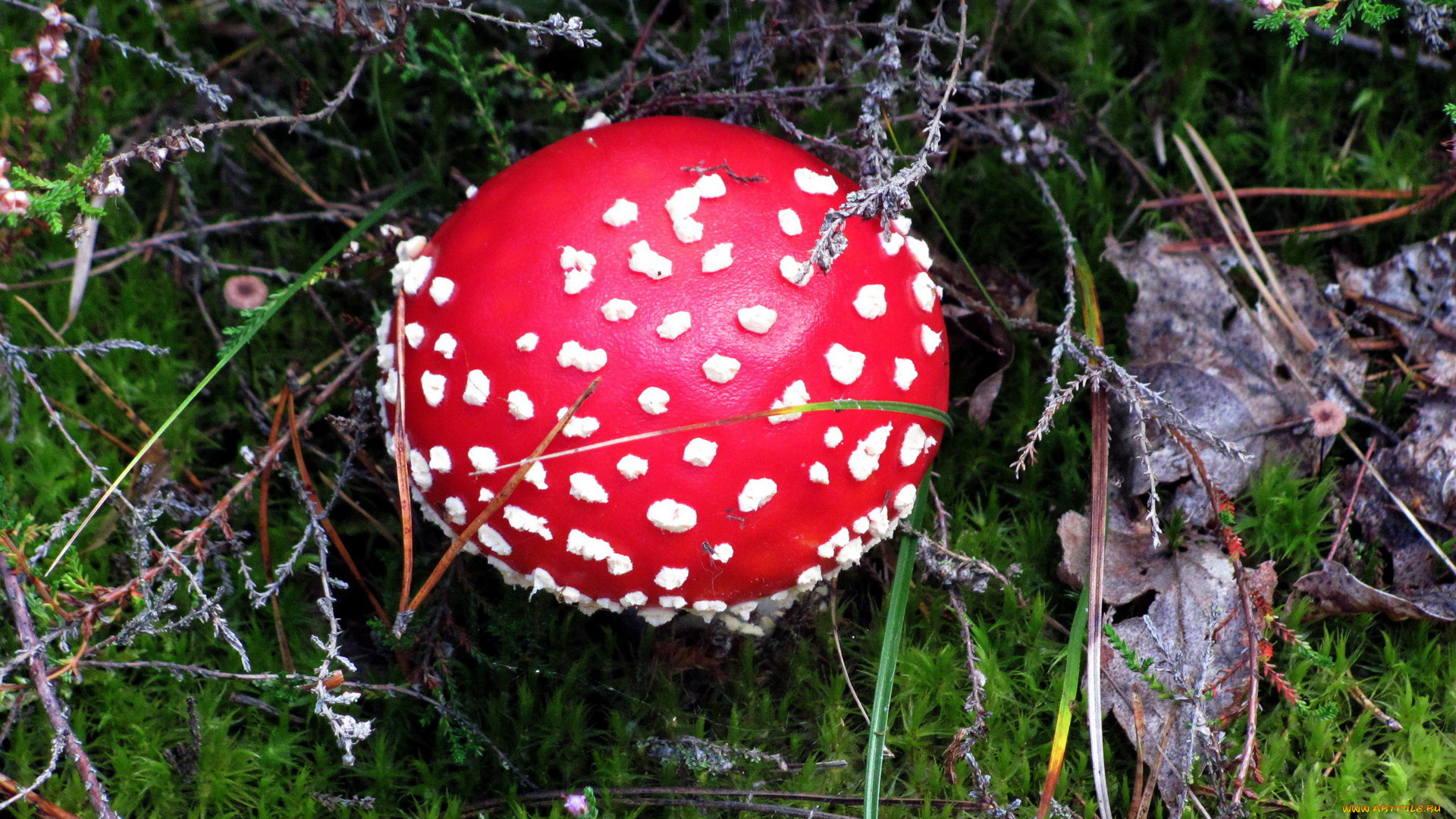 природа, грибы, , мухомор, крапинки