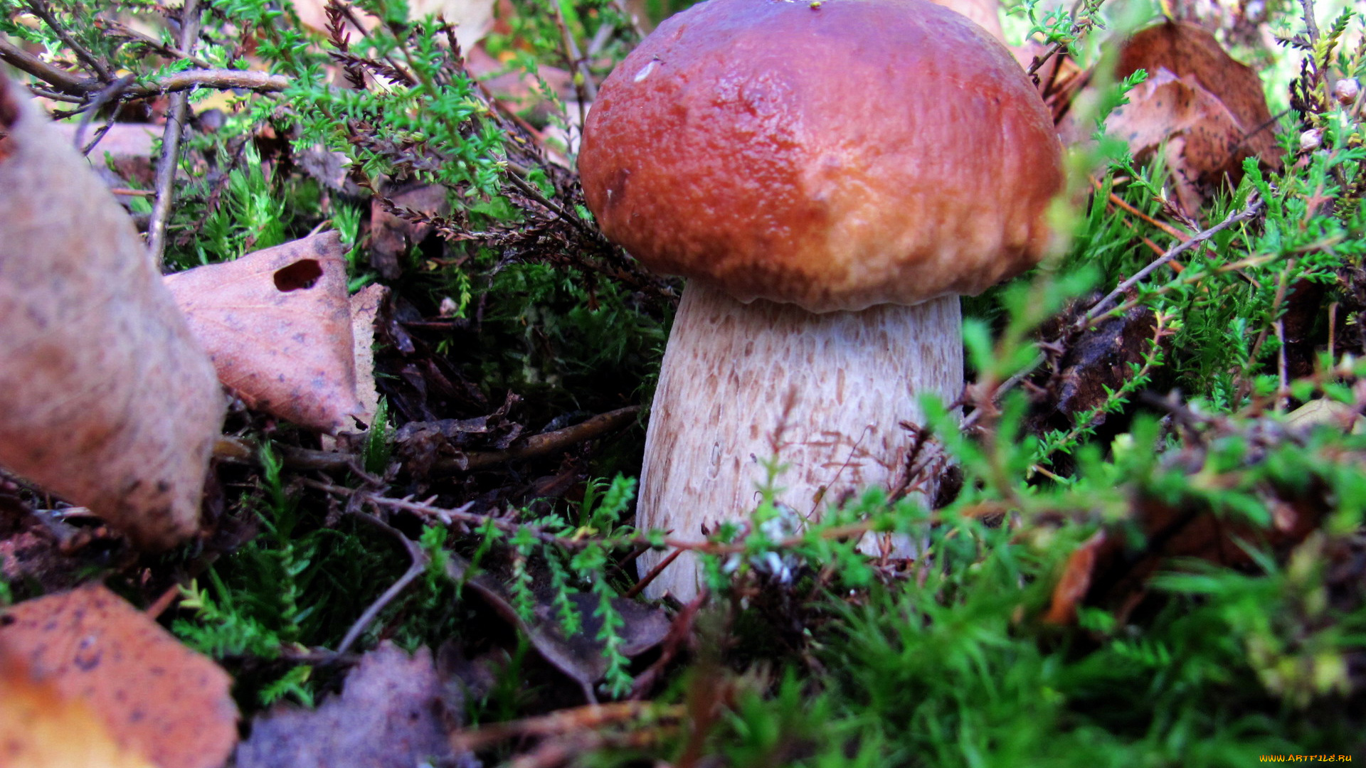 природа, грибы, боровик