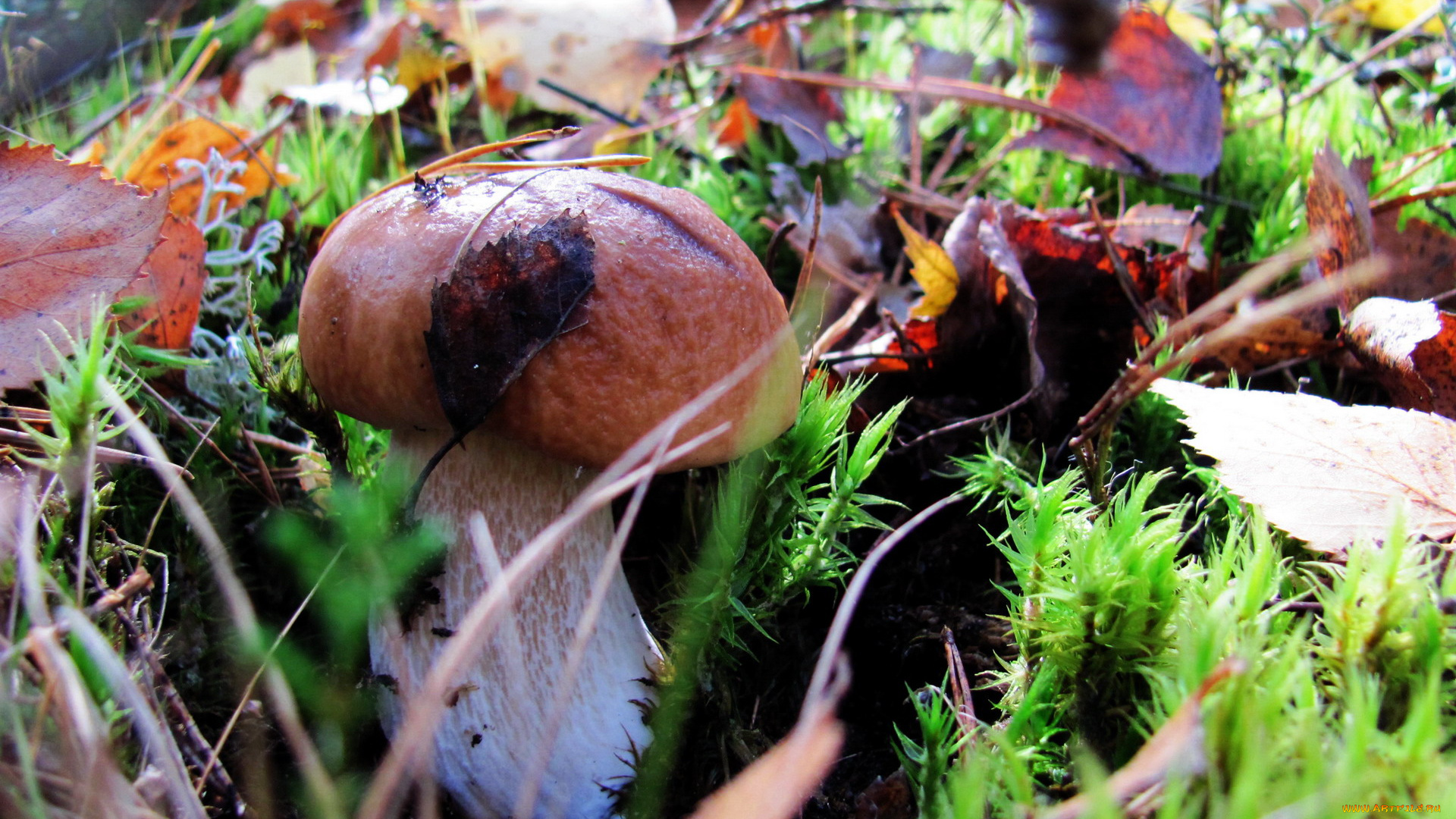 природа, грибы, боровик