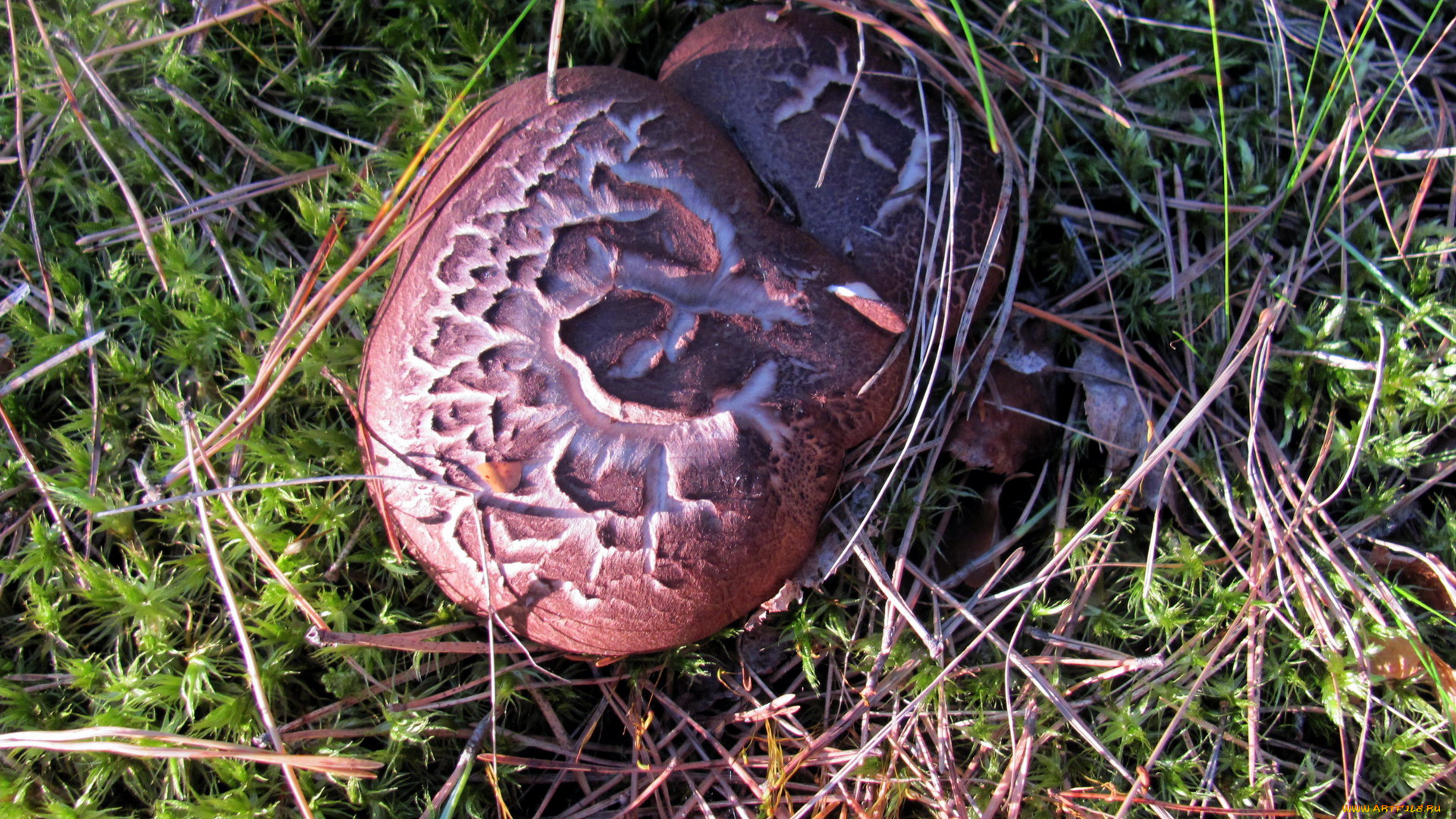 природа, грибы, ежевик