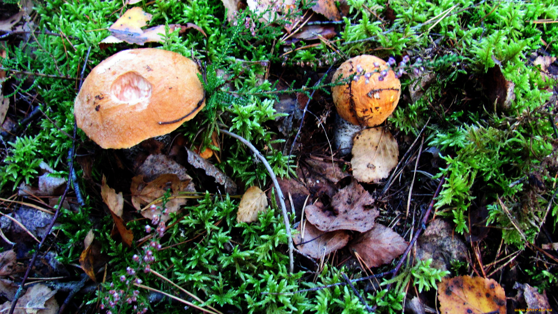 природа, грибы, подосиновик