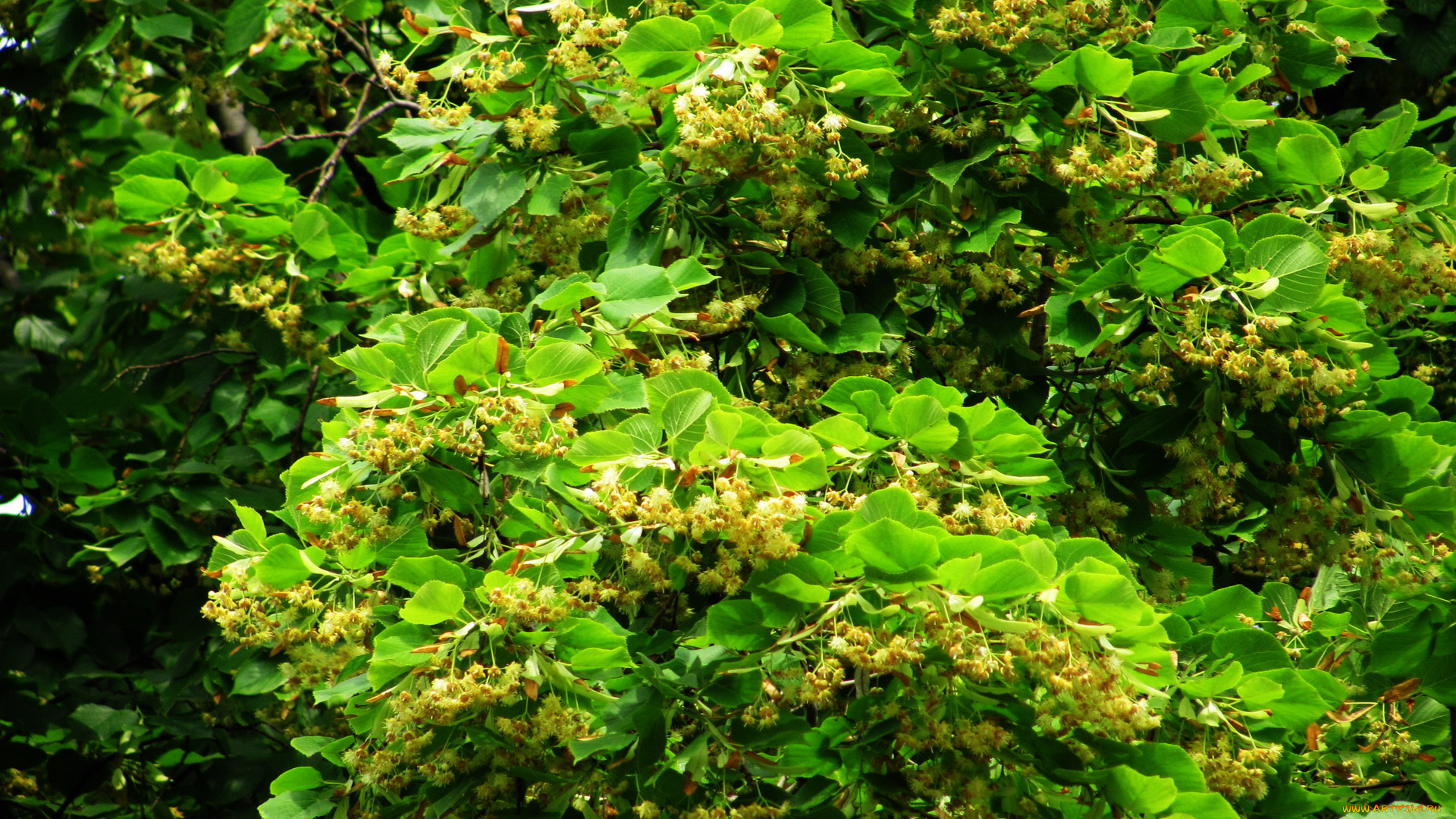 природа, листья, липа