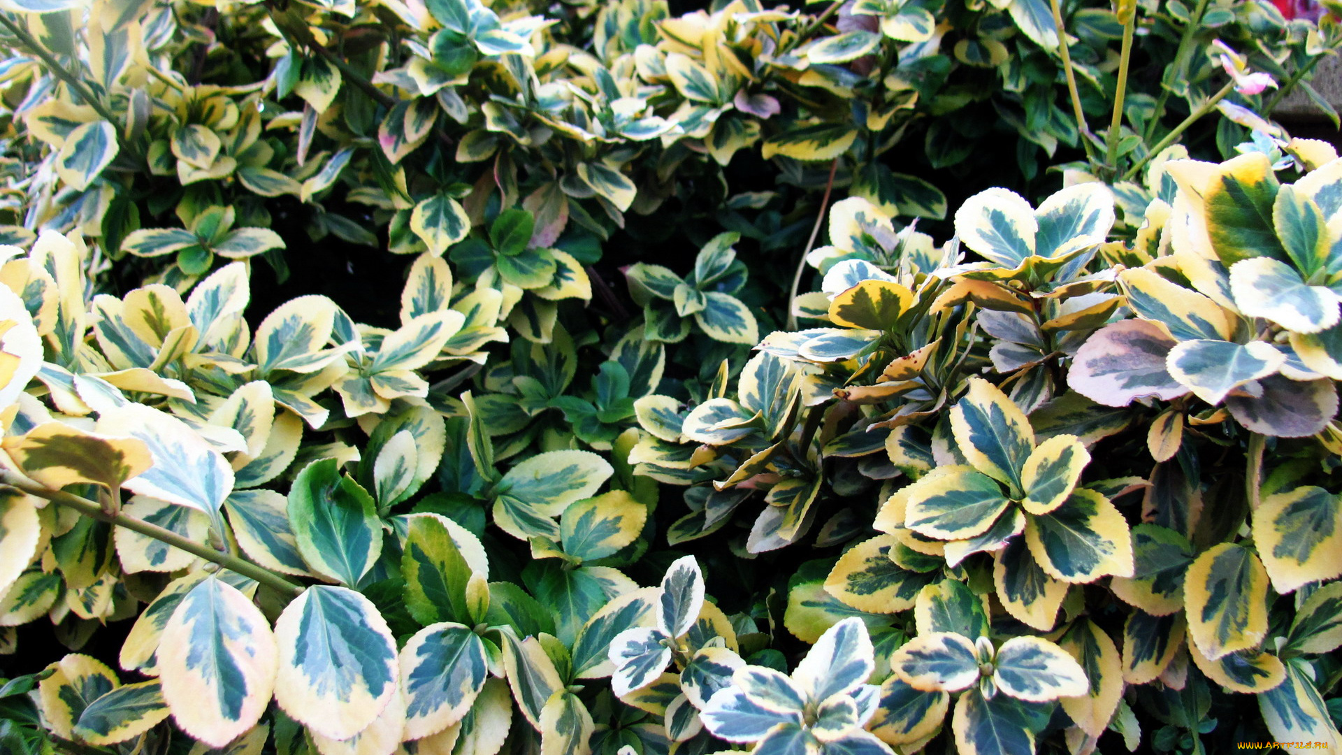 природа, листья, макро