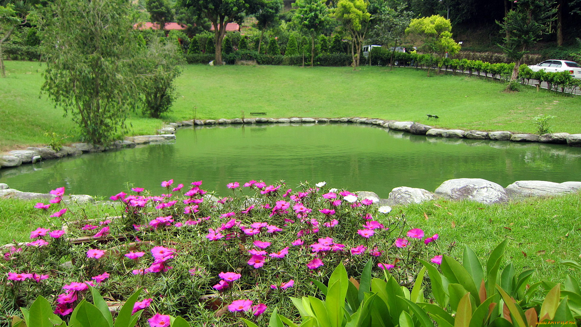 природа, парк, водоем, камни, цветы