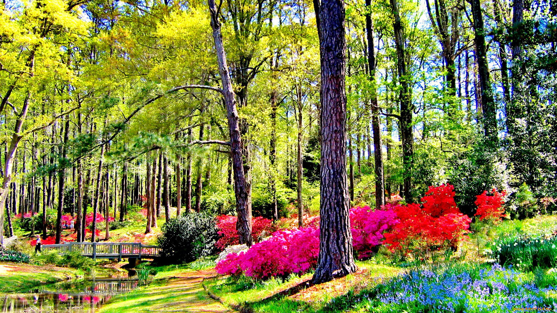 природа, парк, водоем, мостик, цветение