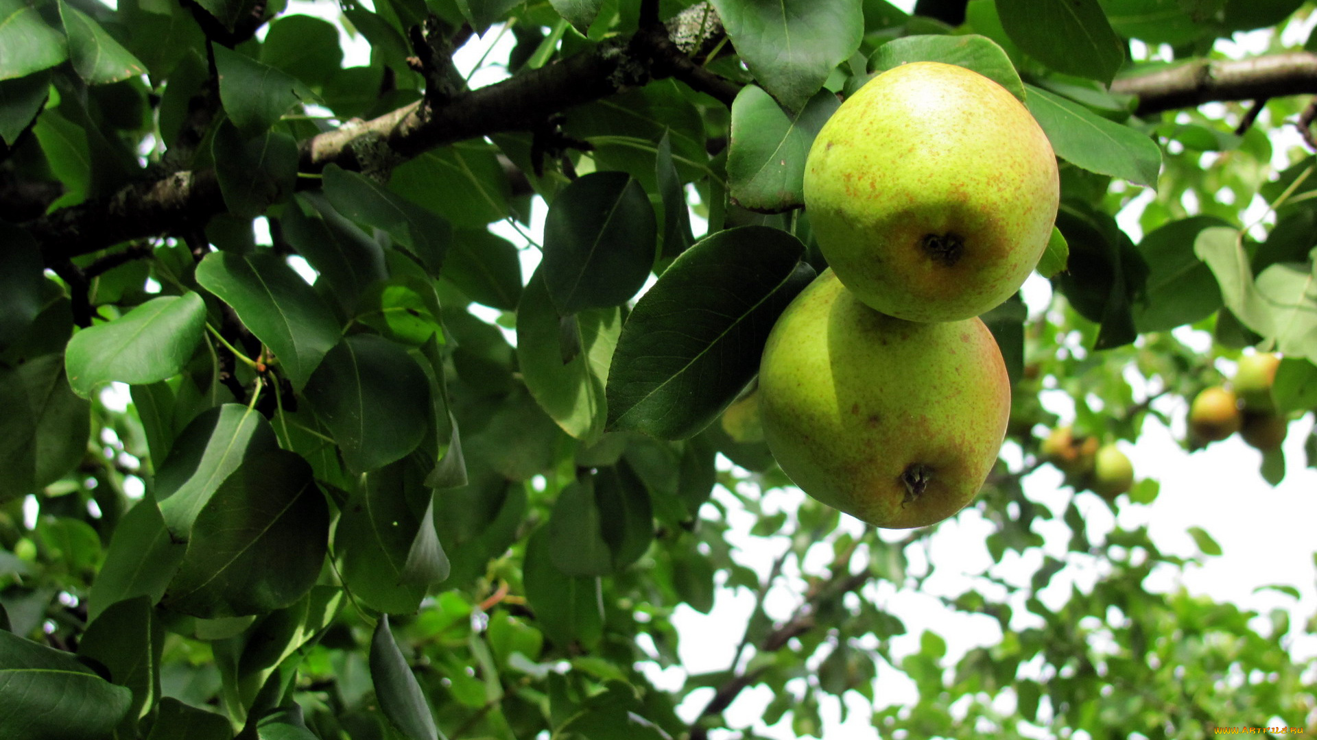 природа, плоды, груши