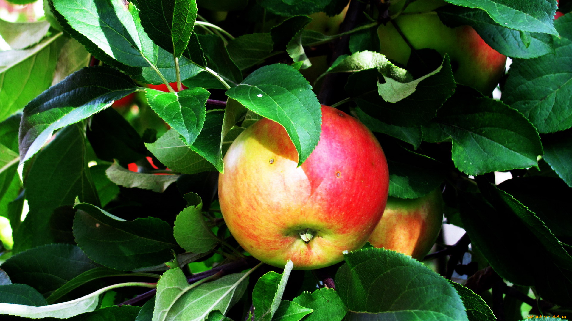 природа, плоды, яблоко