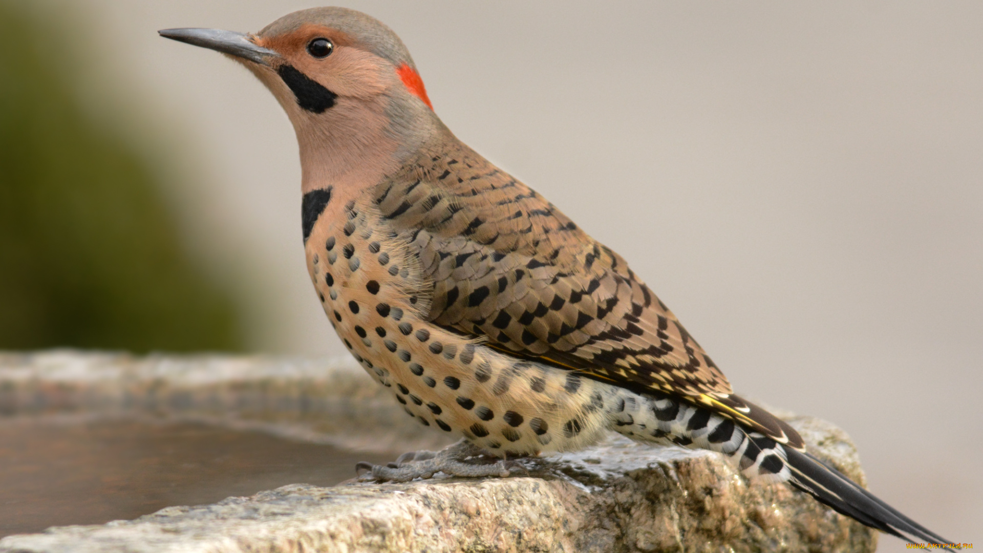 животные, дятлы, птичка