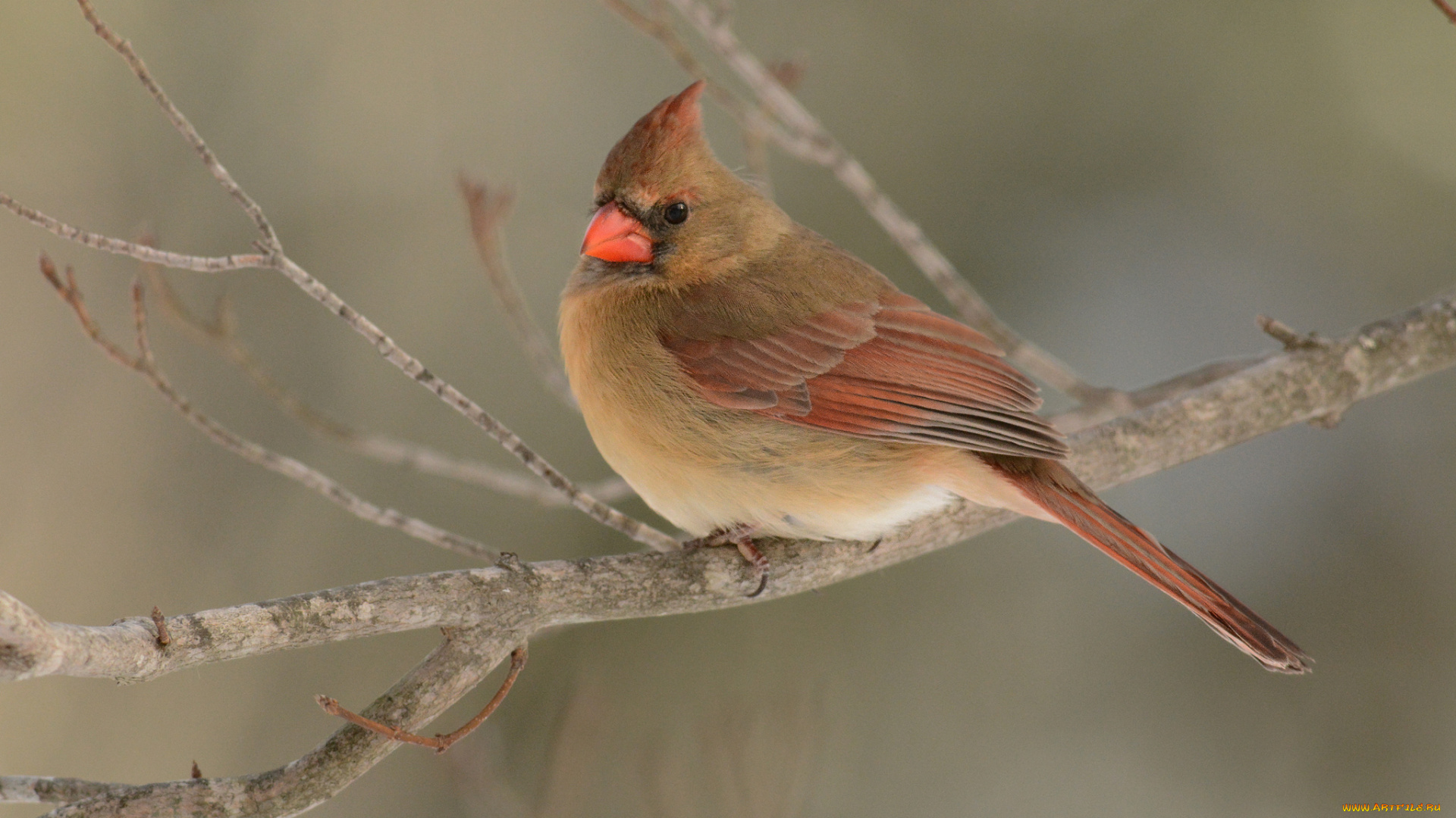 животные, кардиналы, птичка