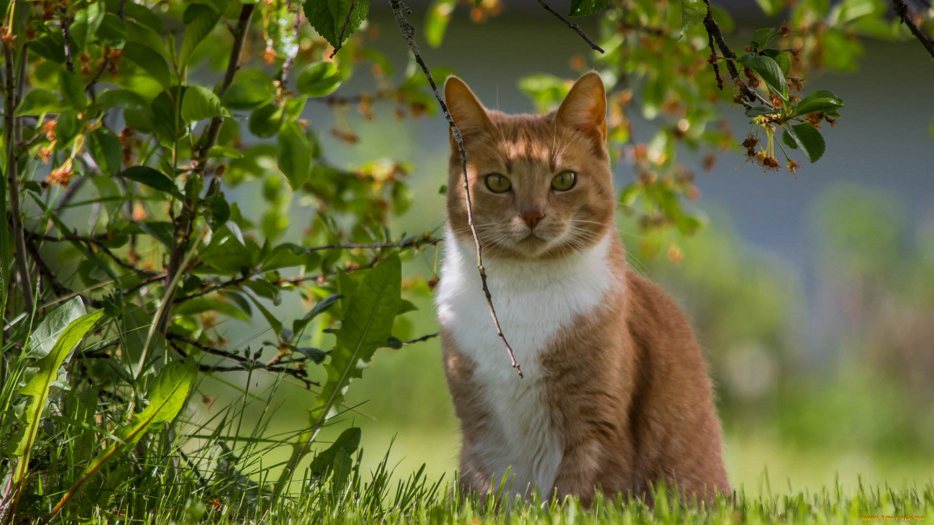 животные, коты, лето, трава, глаза, котяра