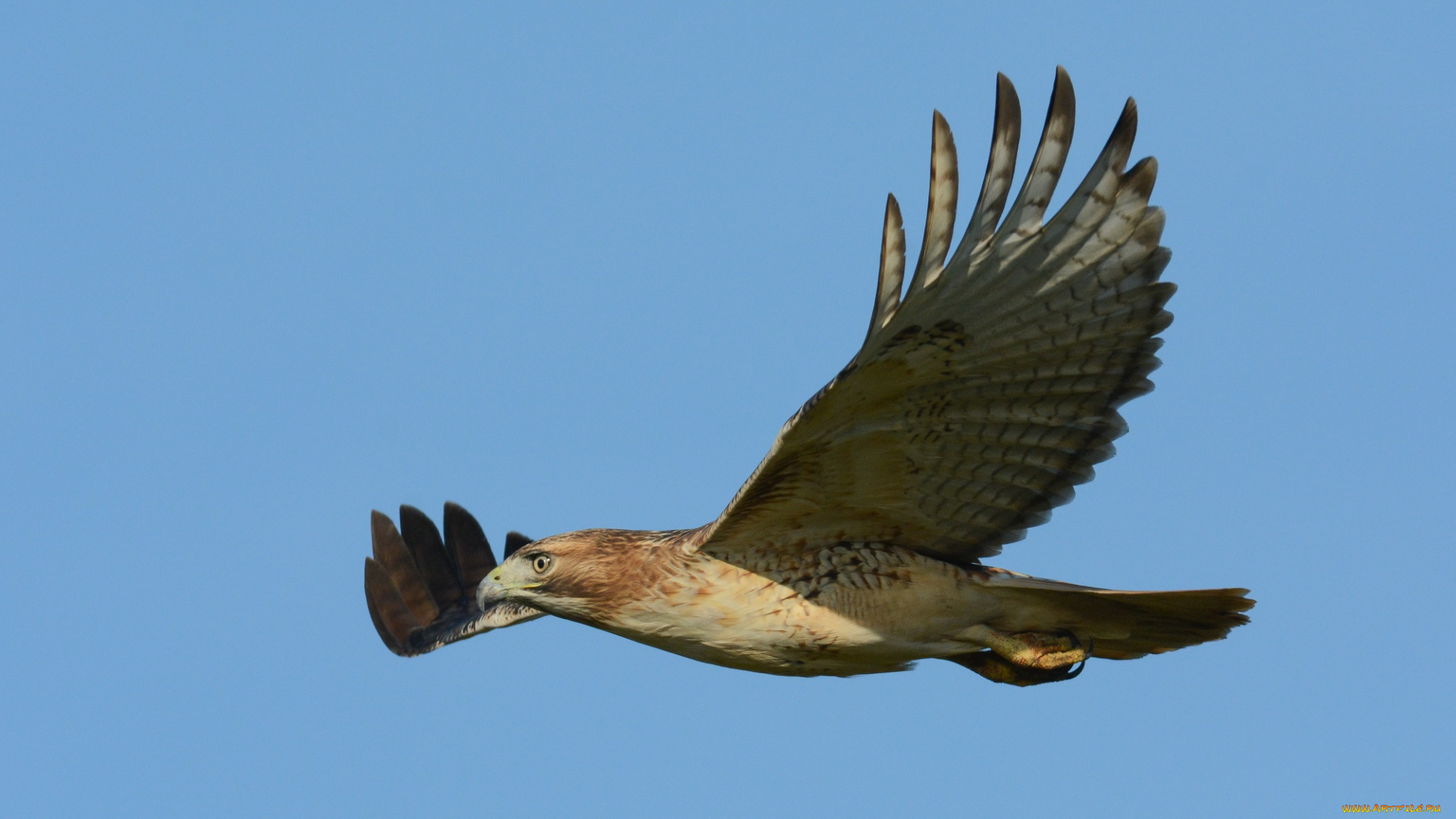 животные, птицы, -, хищники, птичка