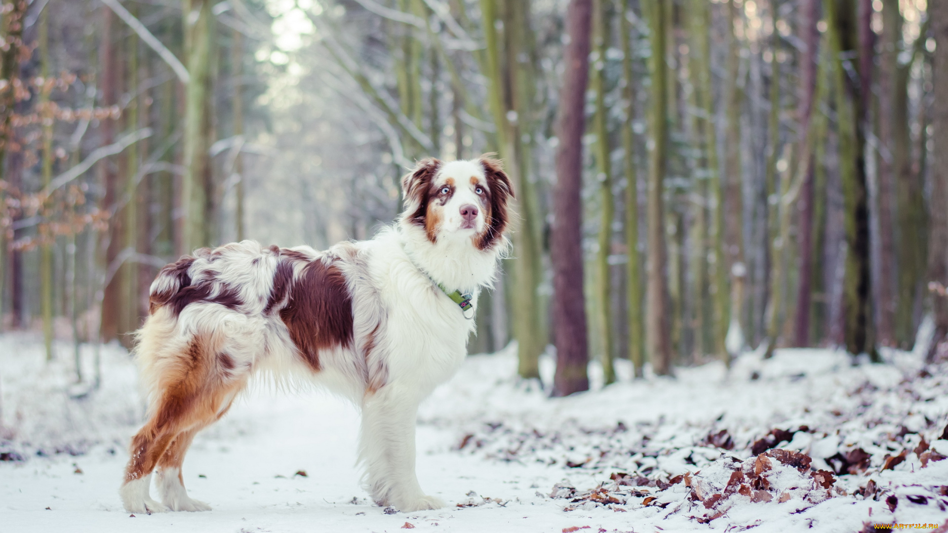 животные, собаки, собака, друг, взгляд