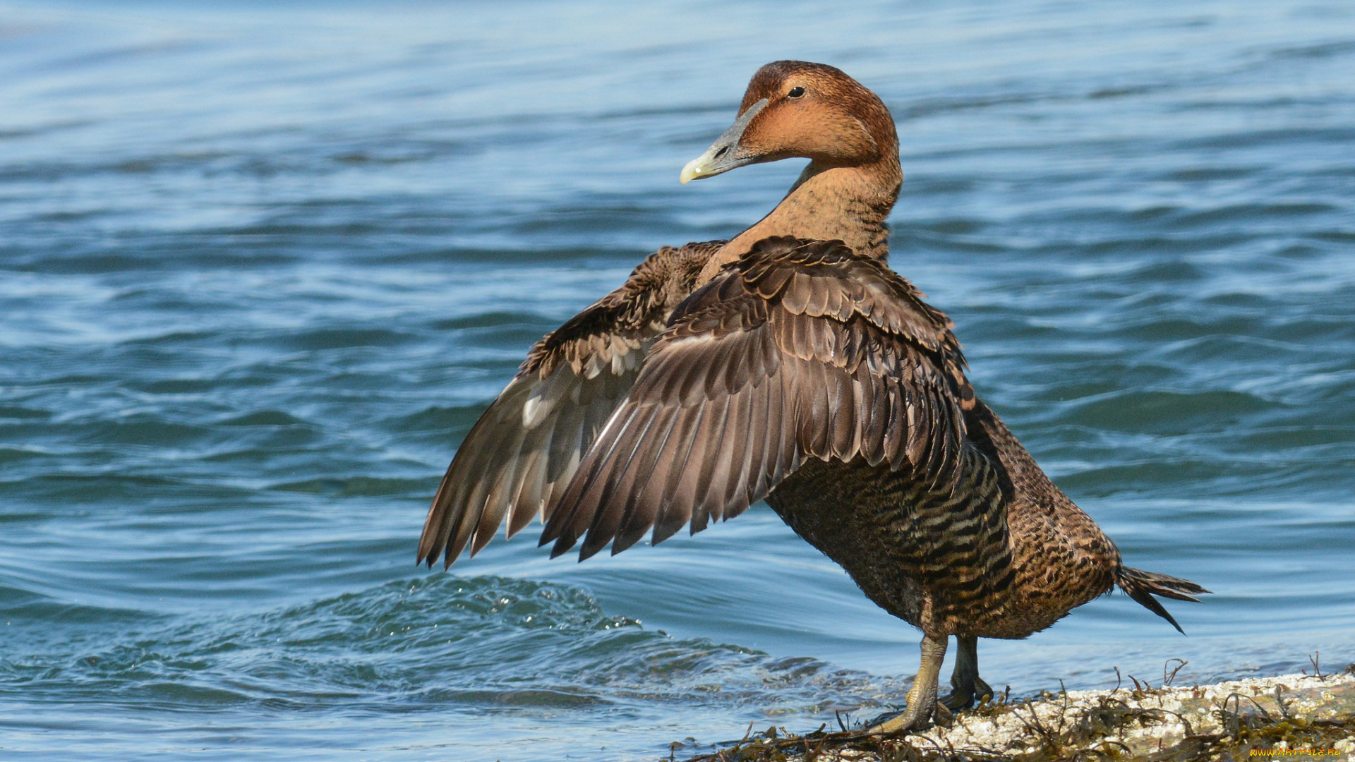 животные, утки, птичка