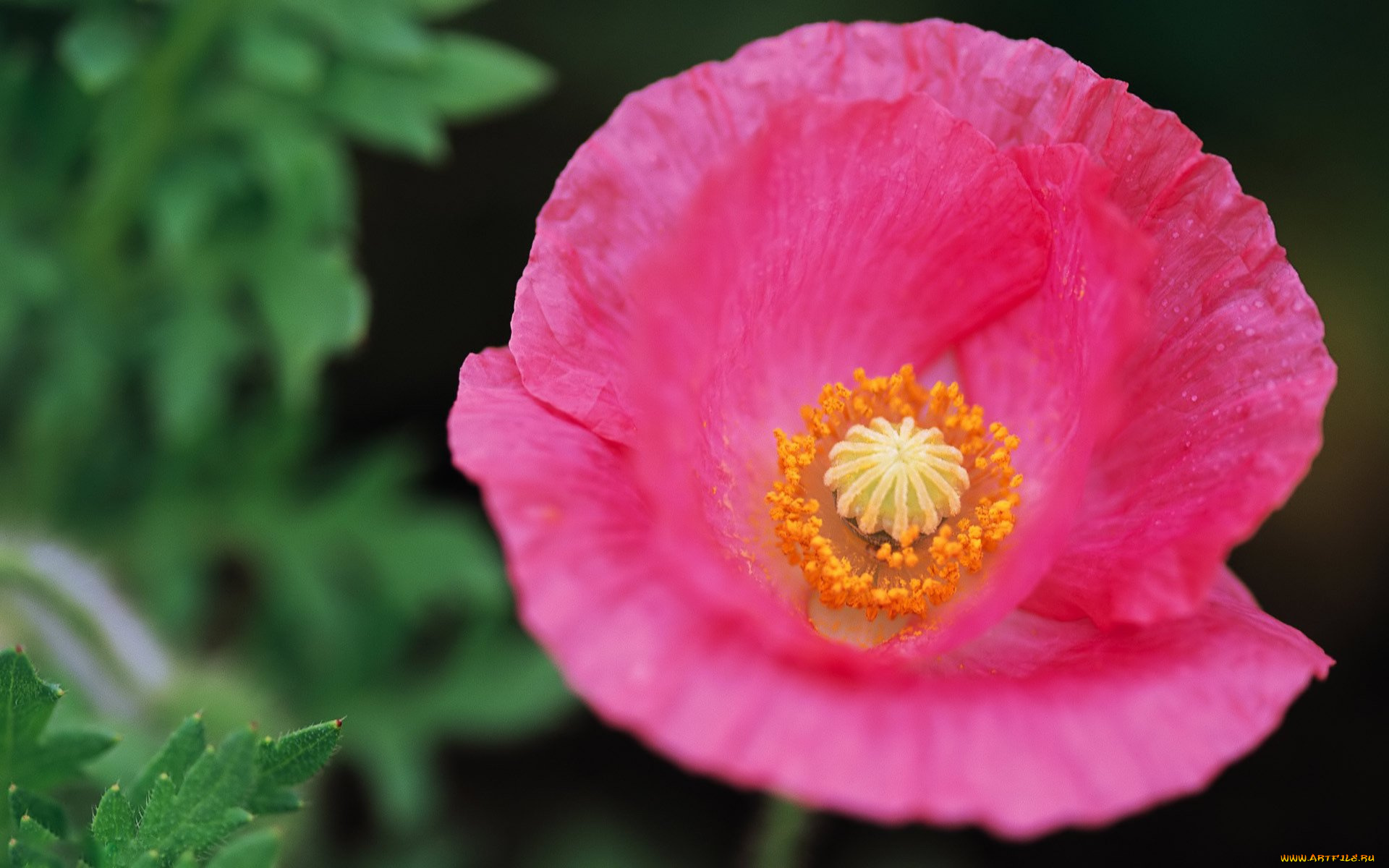 цветы, маки, цветок, мак, сердцевина, розовый