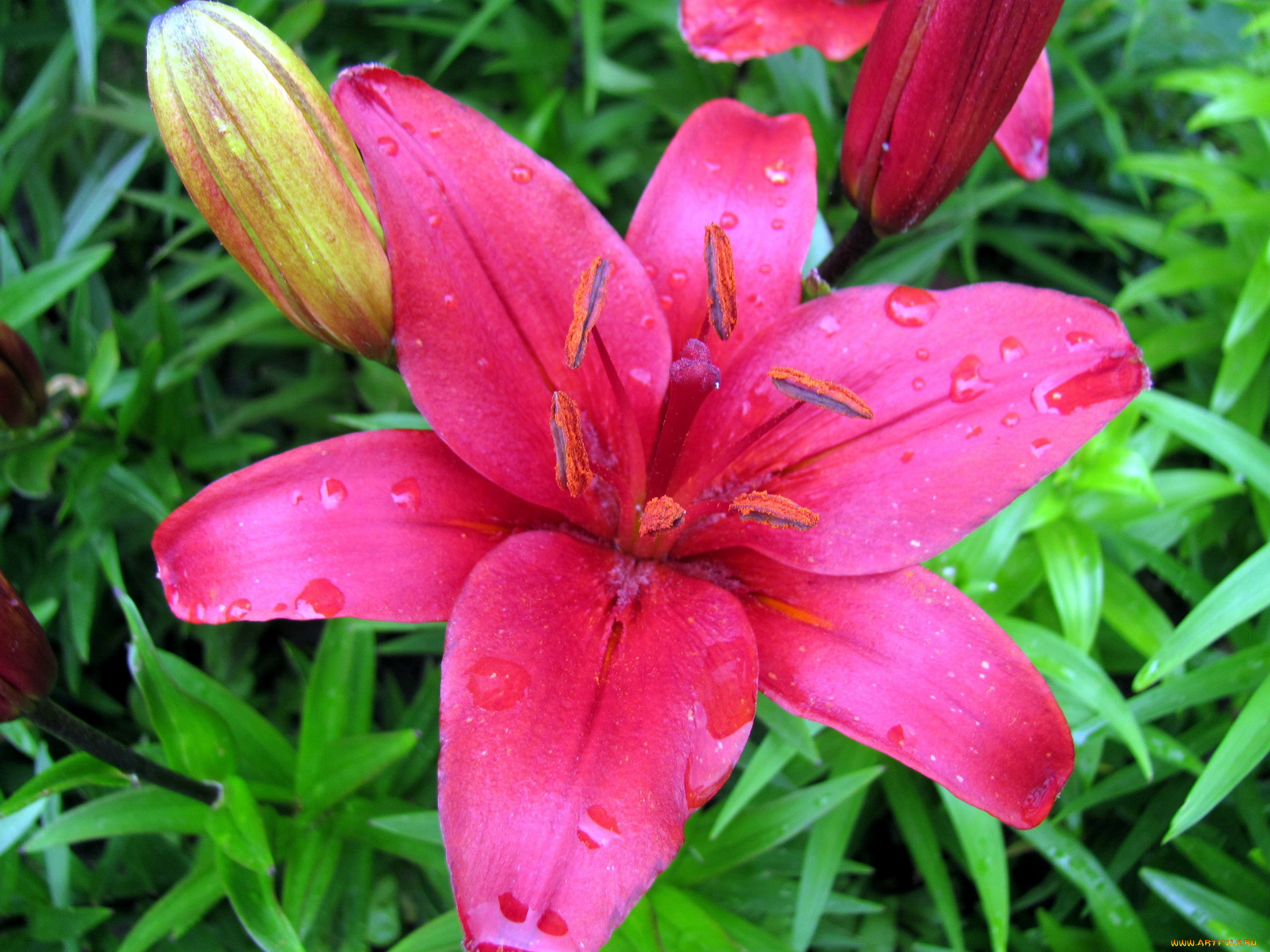 цветы, лилии, , лилейники, капли