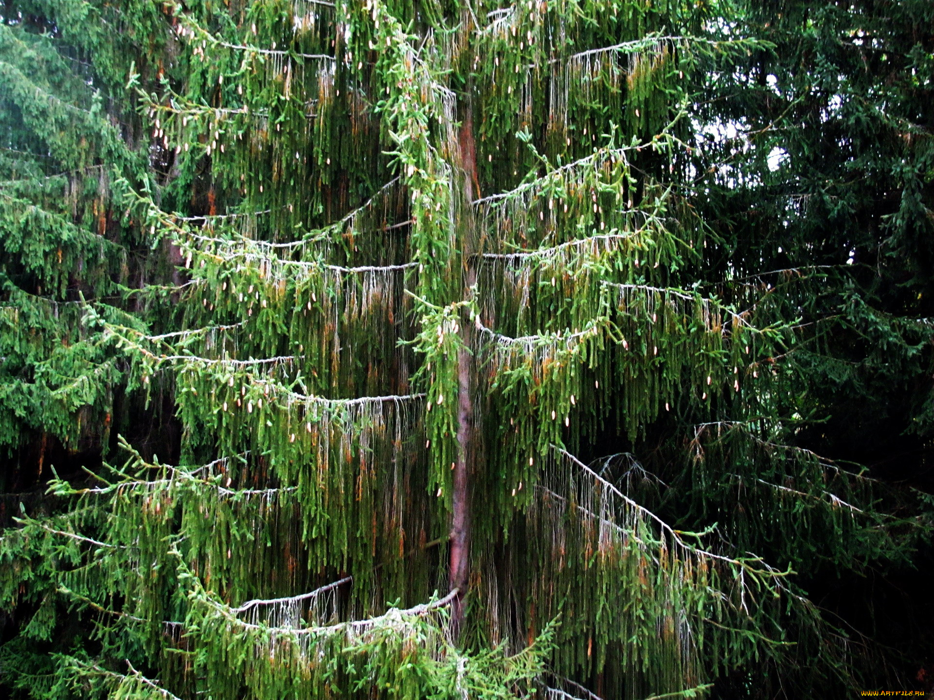 природа, деревья, оригинальное